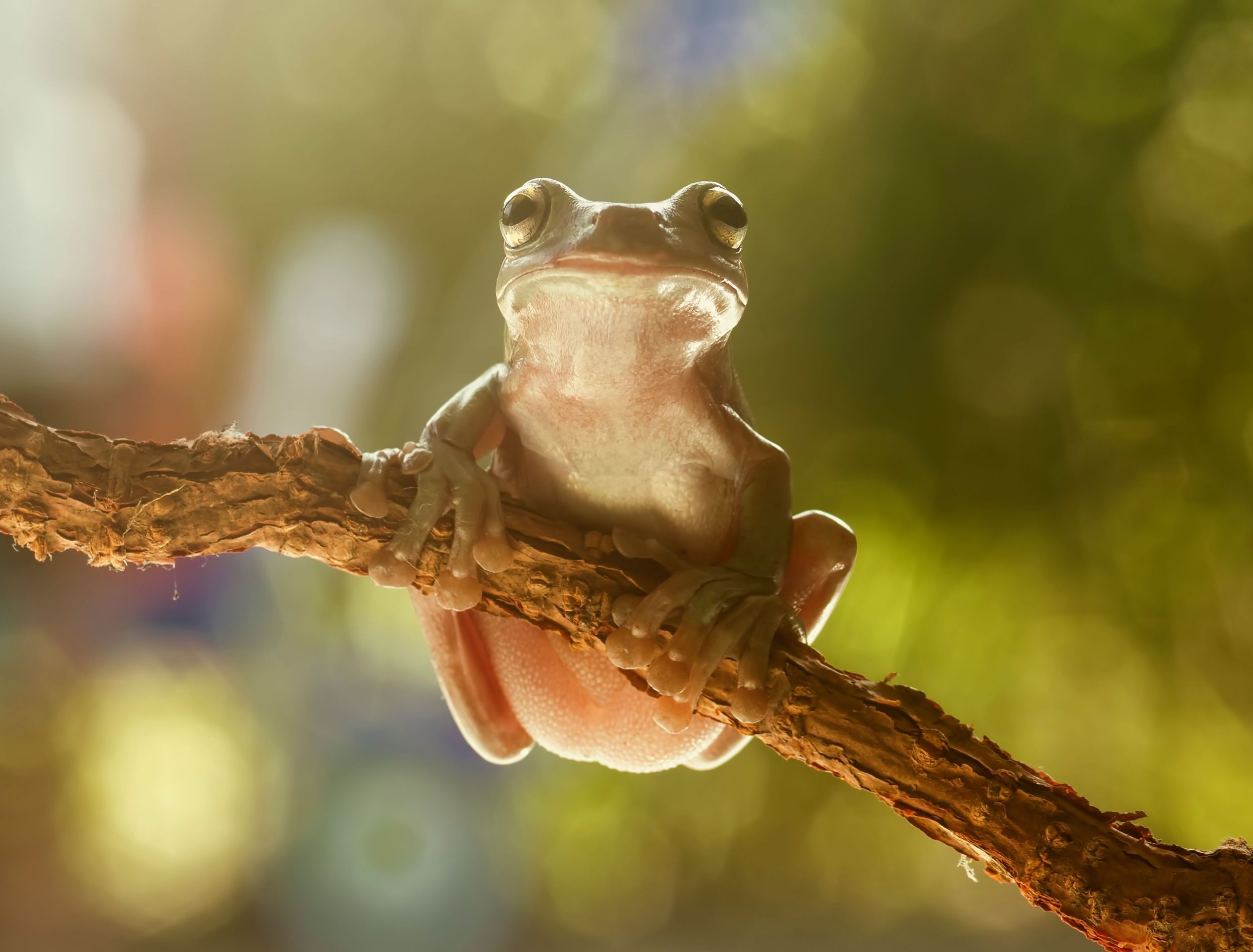 Tree frog peacefully sitting on a tree branch 