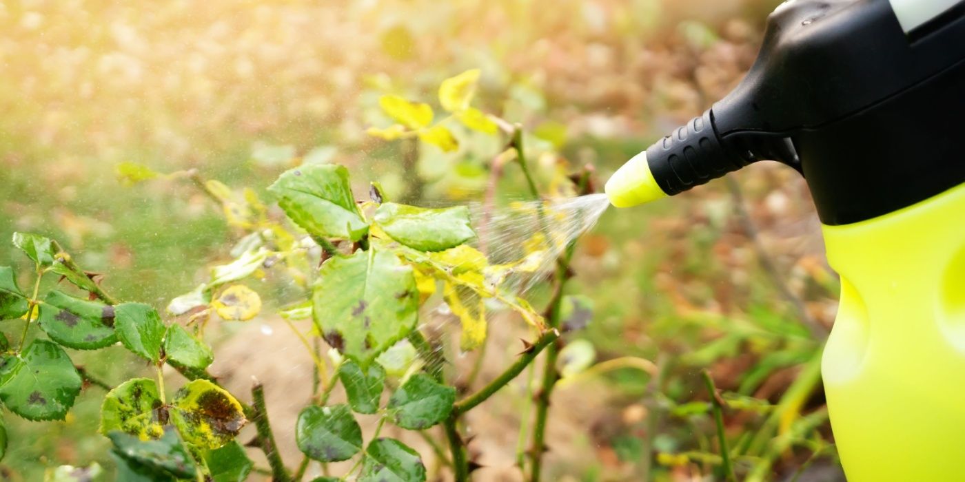 Using Baking Soda to Kills Weeds 8 Ways to Save Your Plants