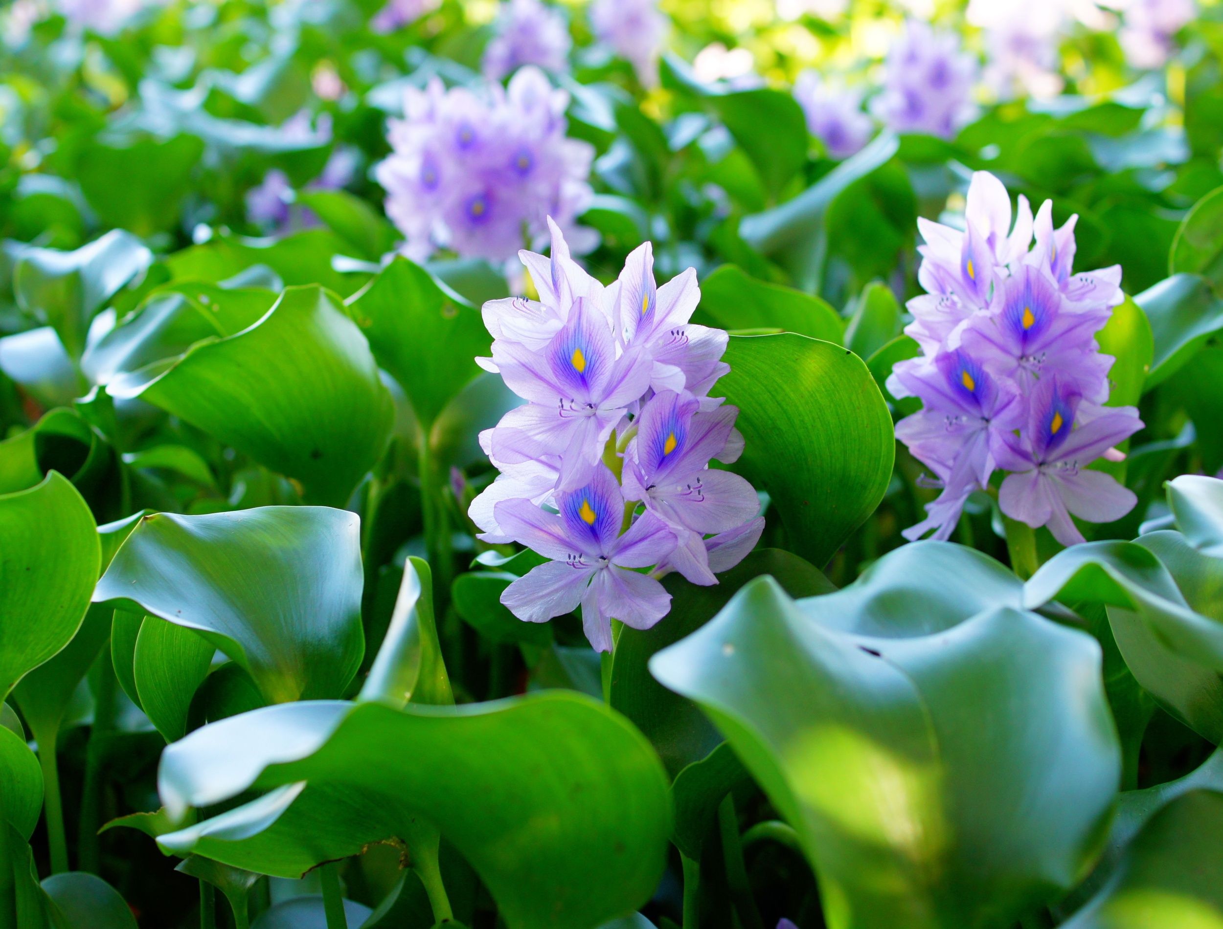 Water hyacinth blooms surrounded by greenery
