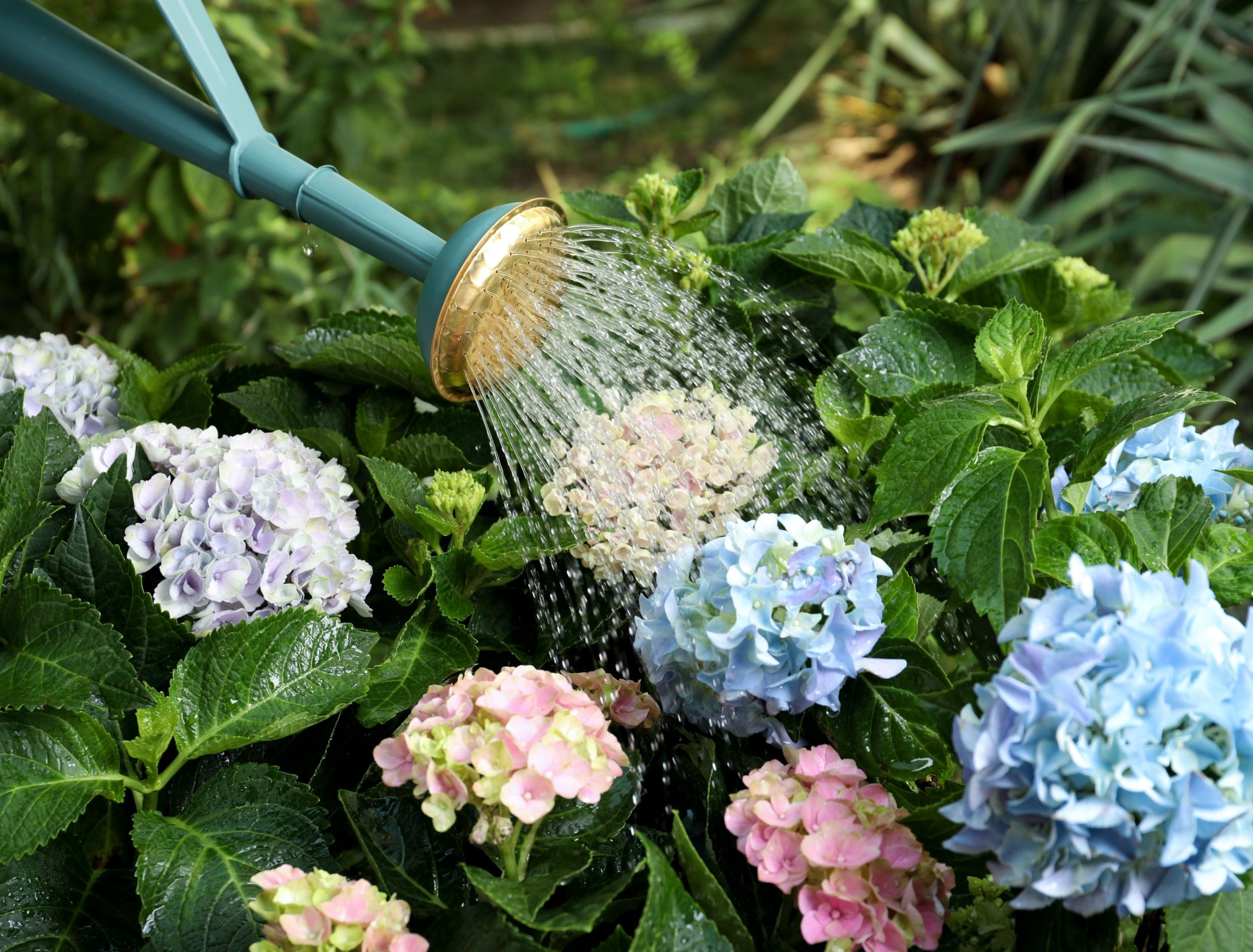 Rehabilitating Overwatered Hydrangeas