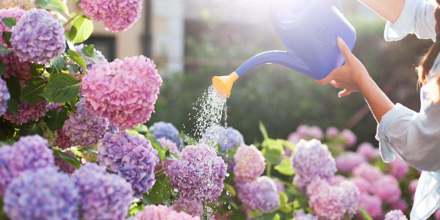 Rehabilitating Overwatered Hydrangeas