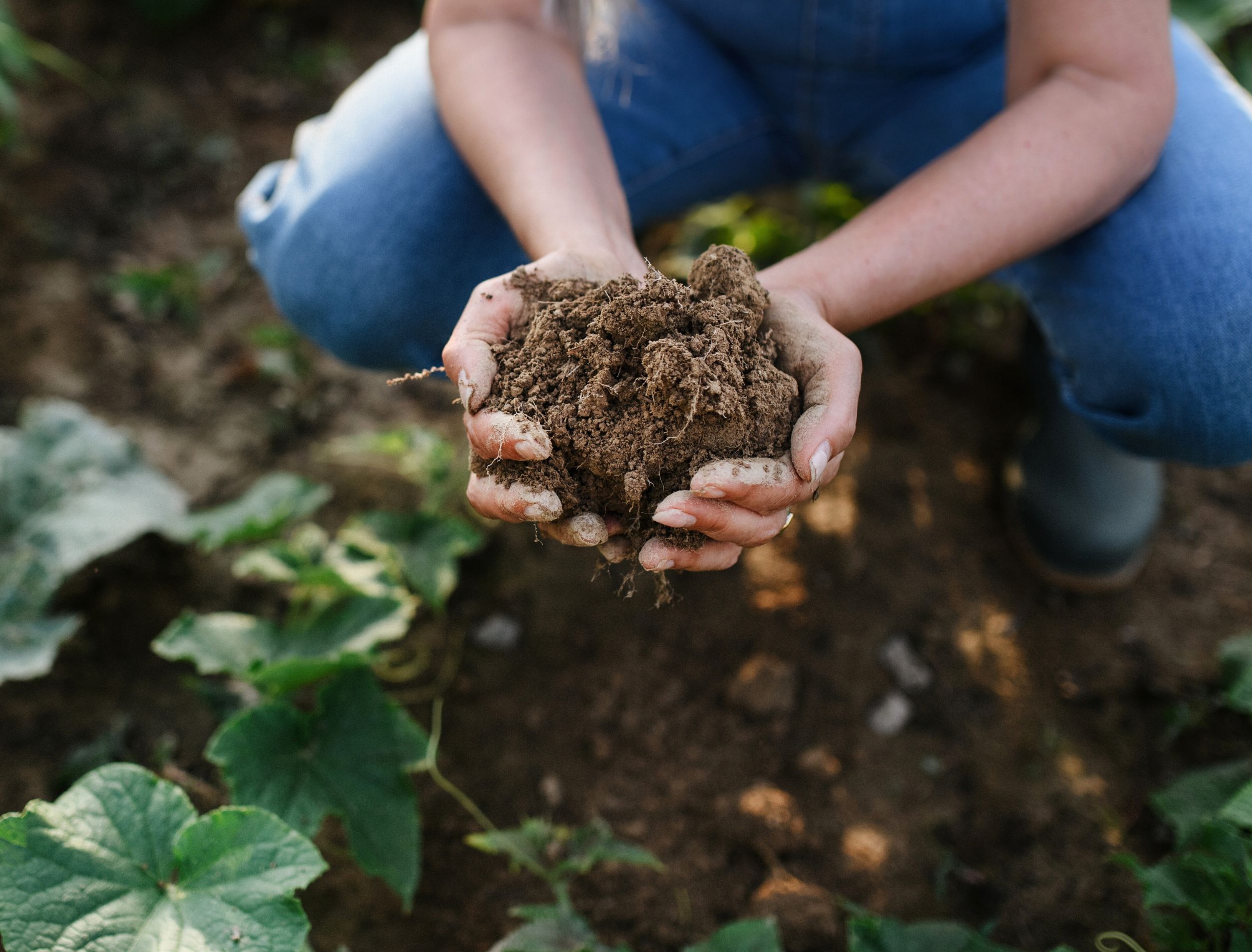 Woman holding garden soil