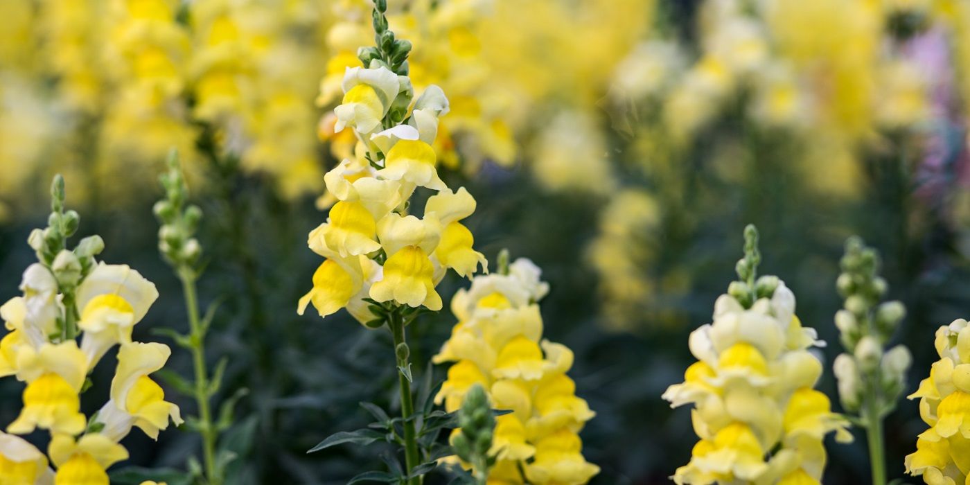 Yellow snapdragon flowers blooming outside