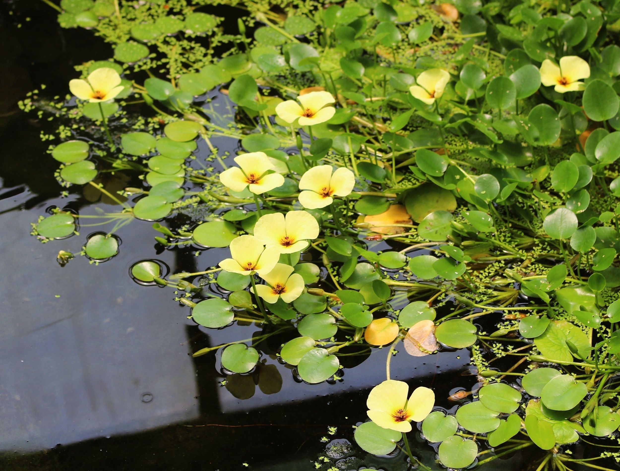 Yellow water poppies growing in a pond