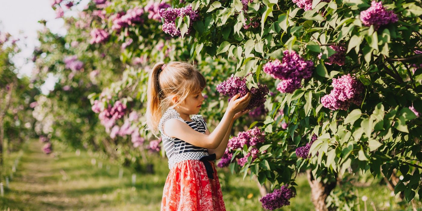 Young person and lilac trees blooming with flowers