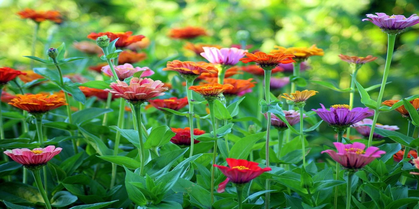 Transform Your Garden with Vibrant Zinnias