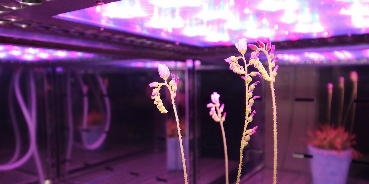 Top 3 Pink Grow Lights for Indoor Gardening