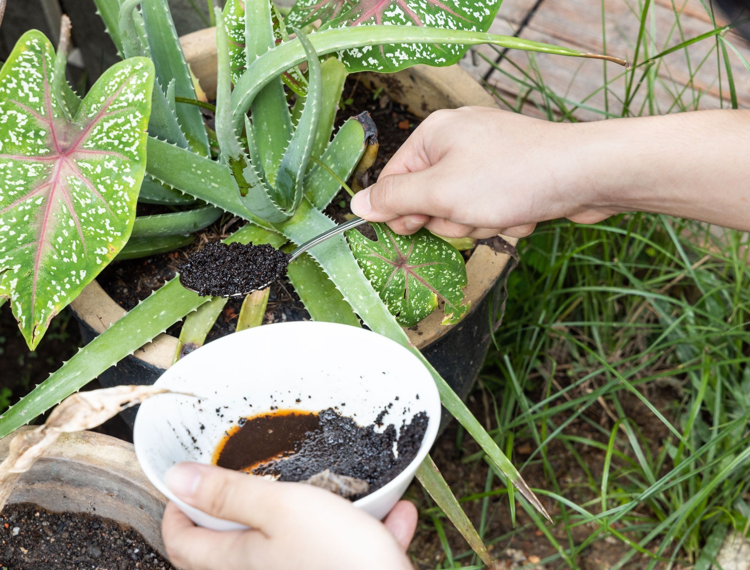 5 Natural Pest Control Solutions for Your Garden