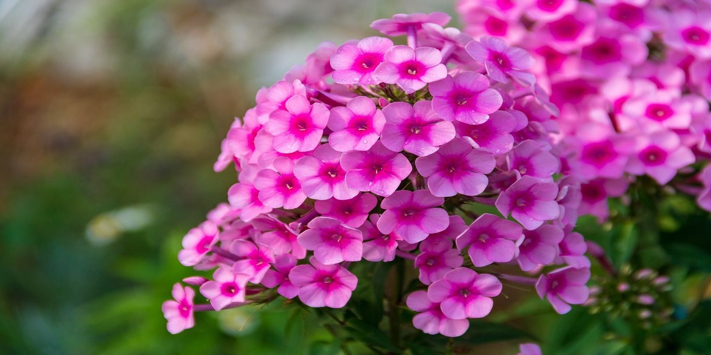 Best Shrubs to Replace Boxwood in Your Garden