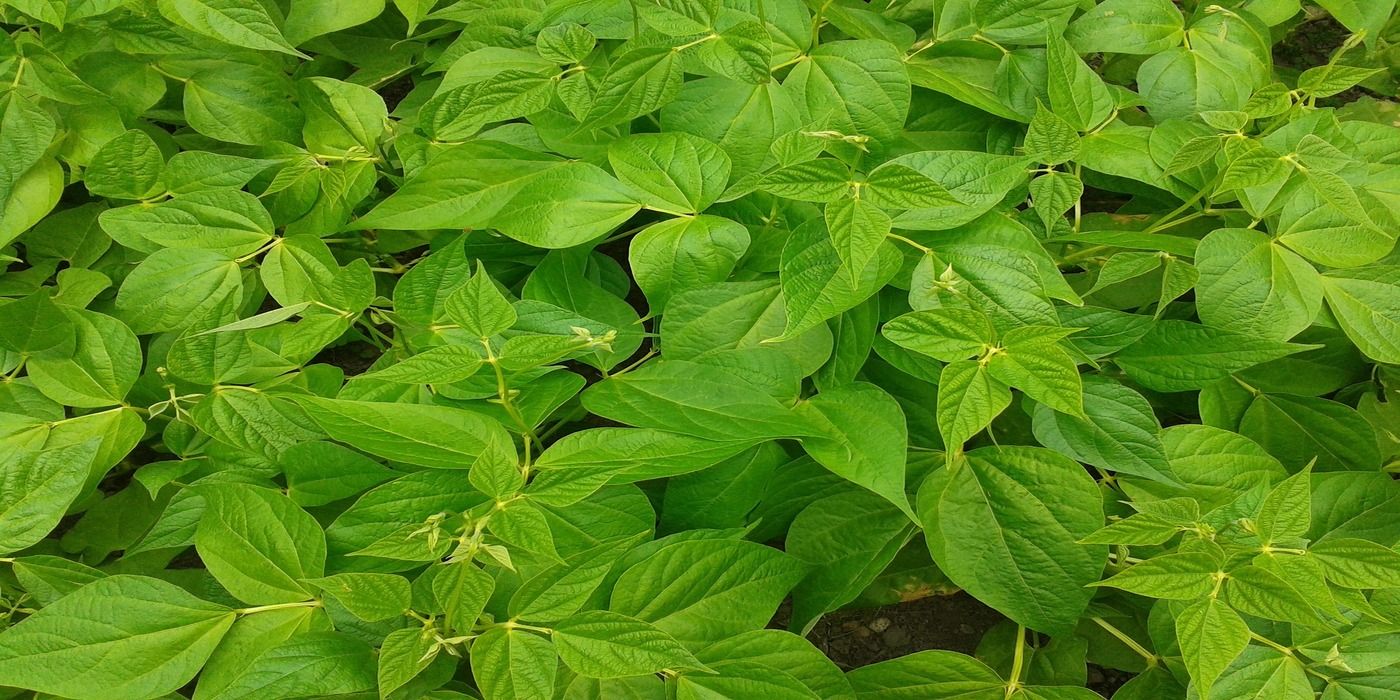 An image of green beans 