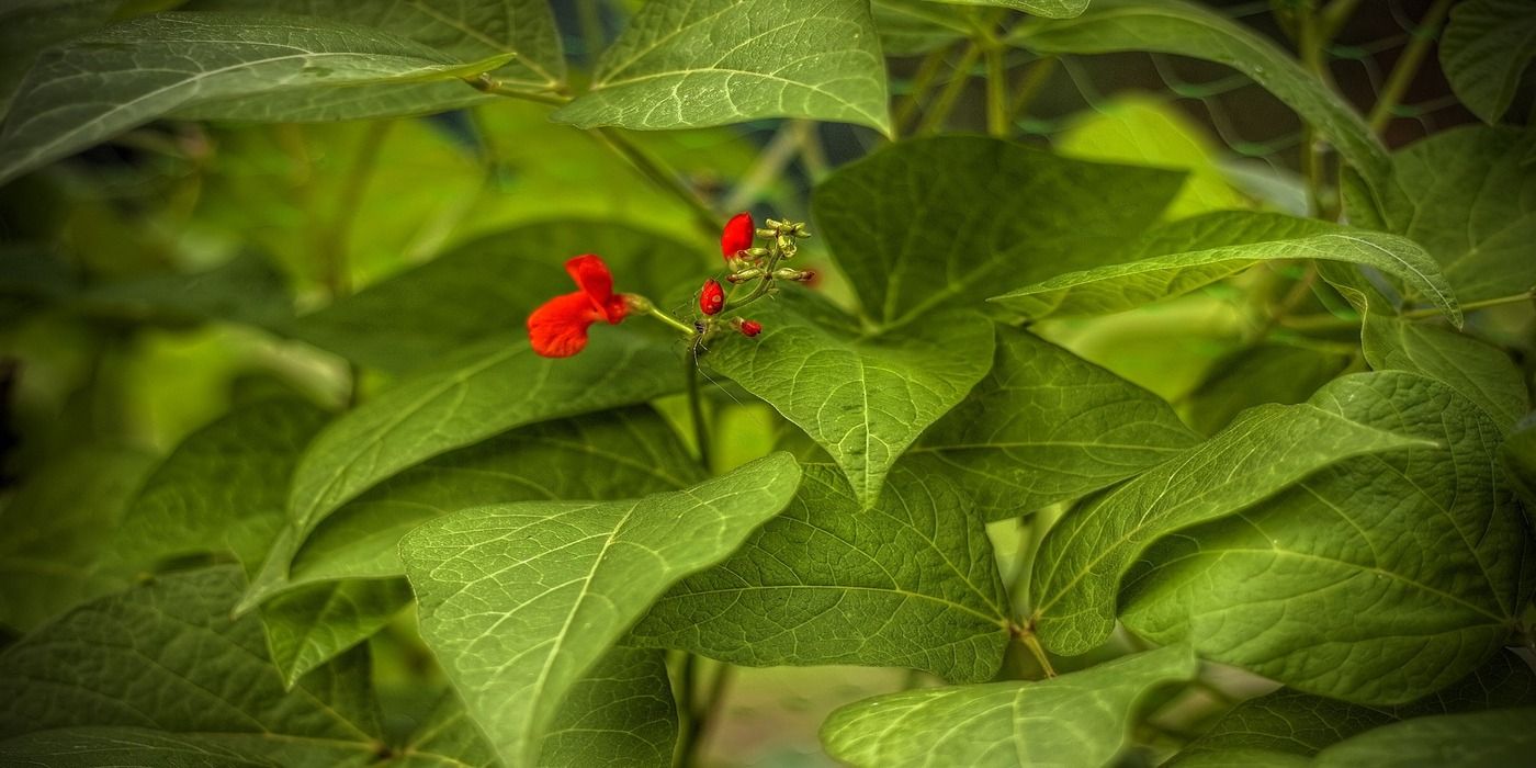 An image of bush beans