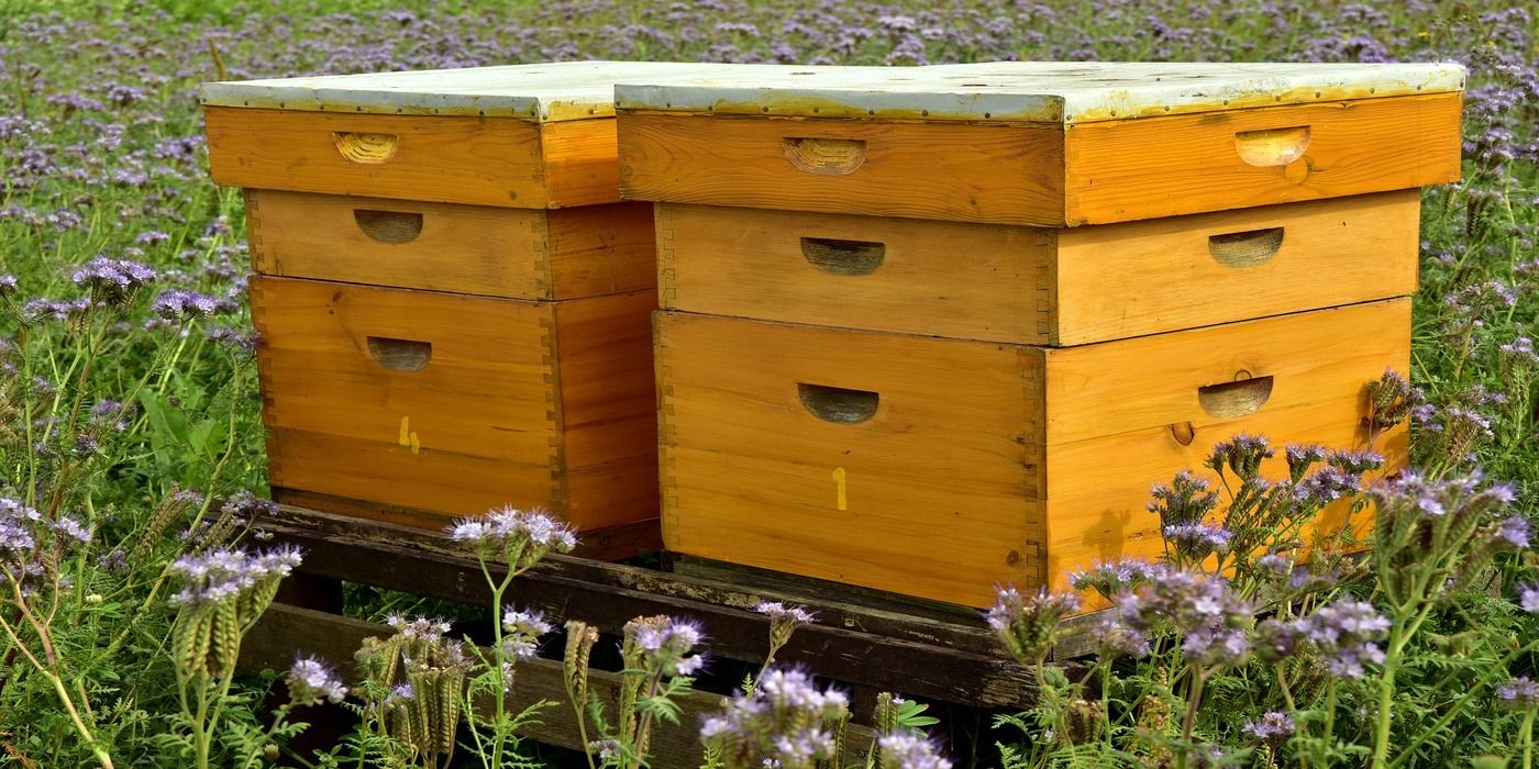 Beginner's Tips For Urban Beekeeping Success