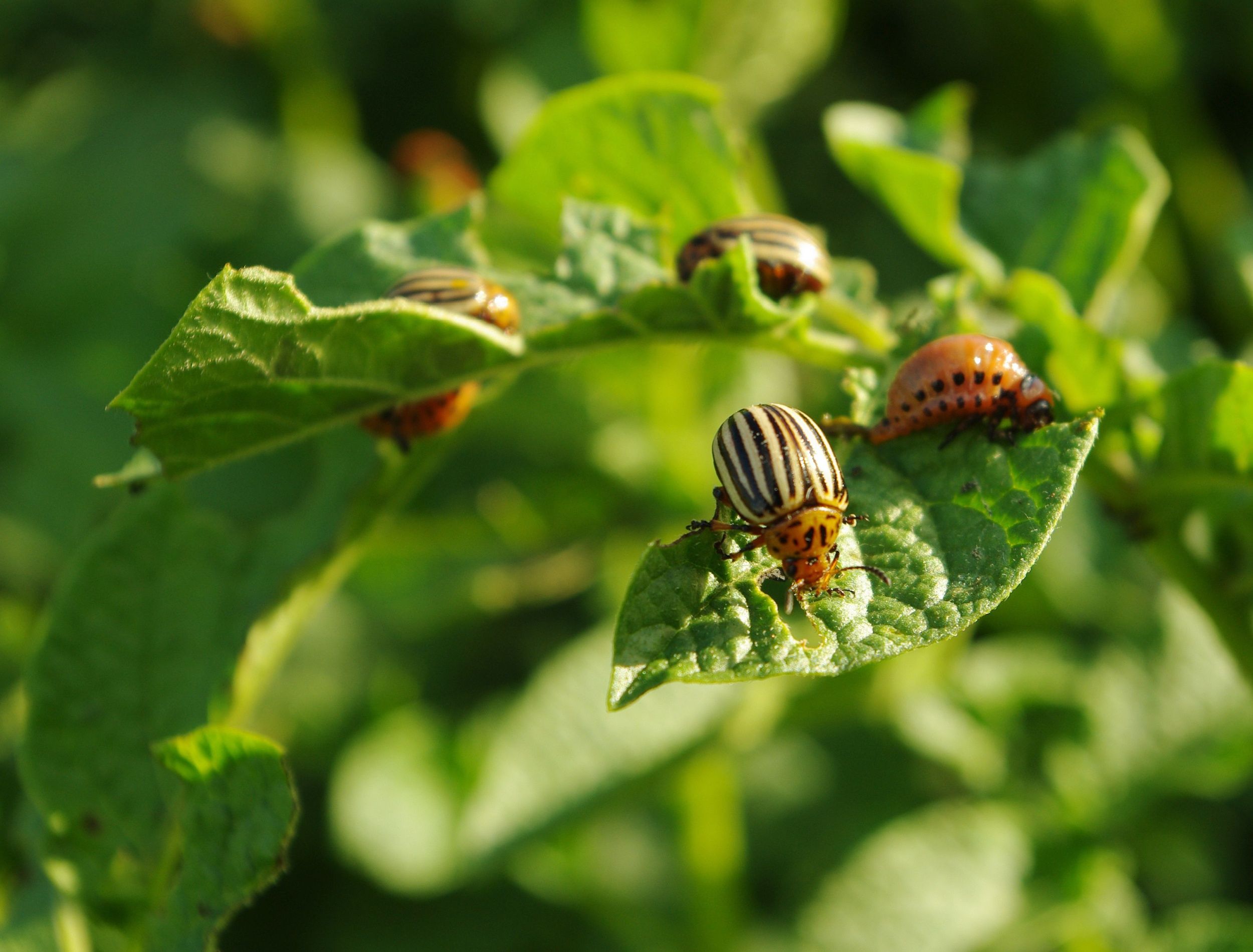 Are You Worried About Beetles in the House and Garden?