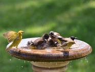 Garden Birdbath Fountains Are They Good Or Bad 