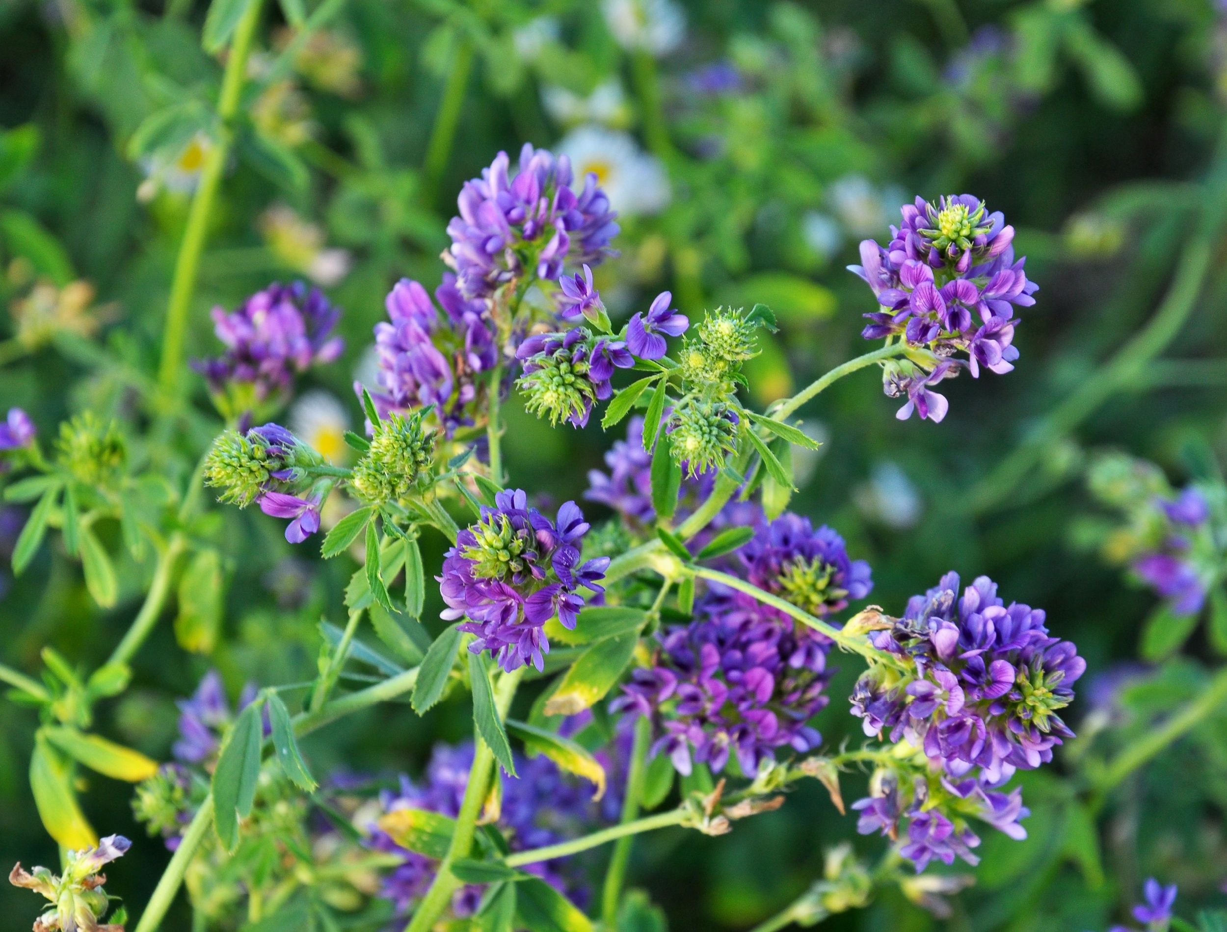 How Crops Like Buckwheat and Alfalfa Make Farming More Eco-Friendly