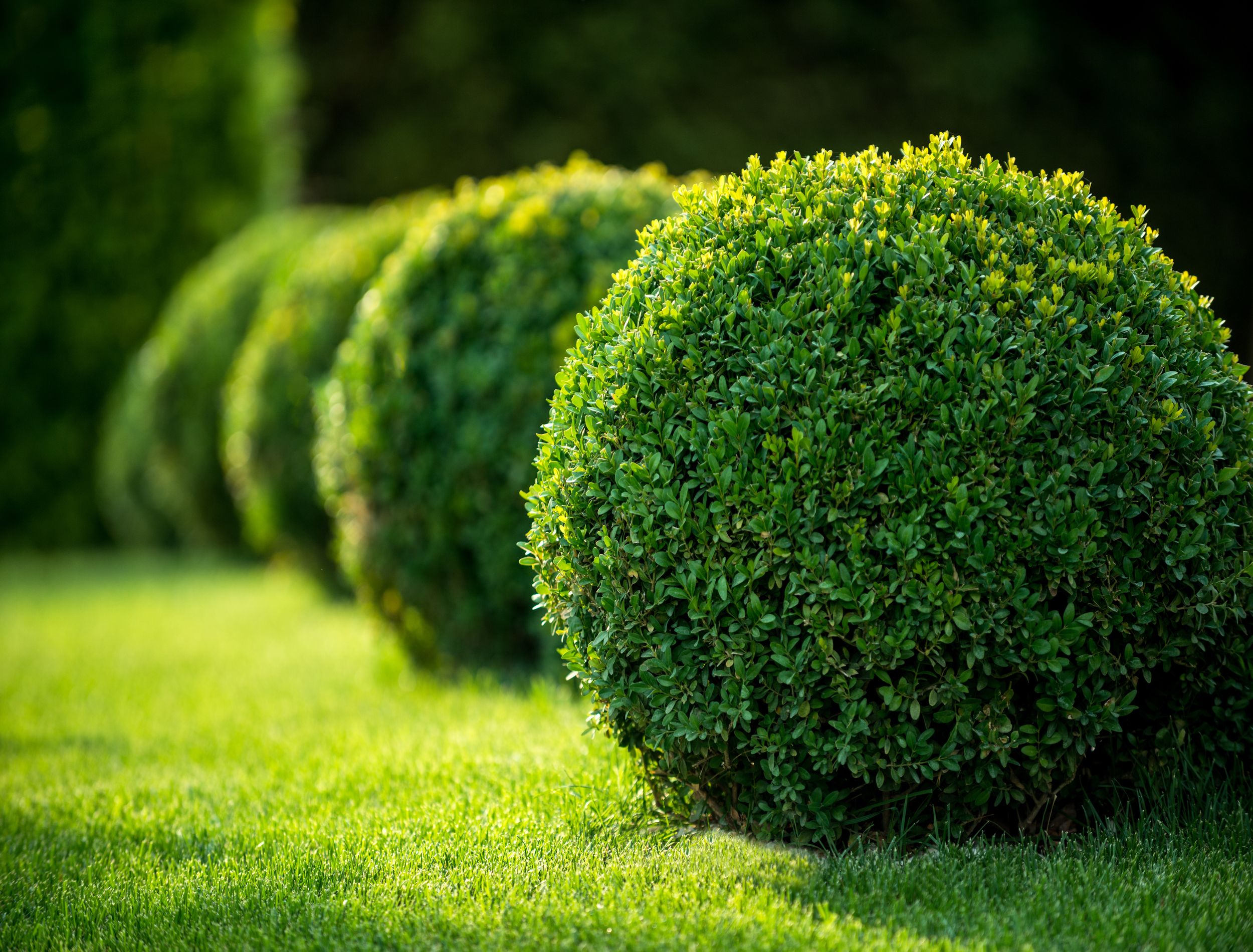 Best Shrubs to Replace Boxwood in Your Garden