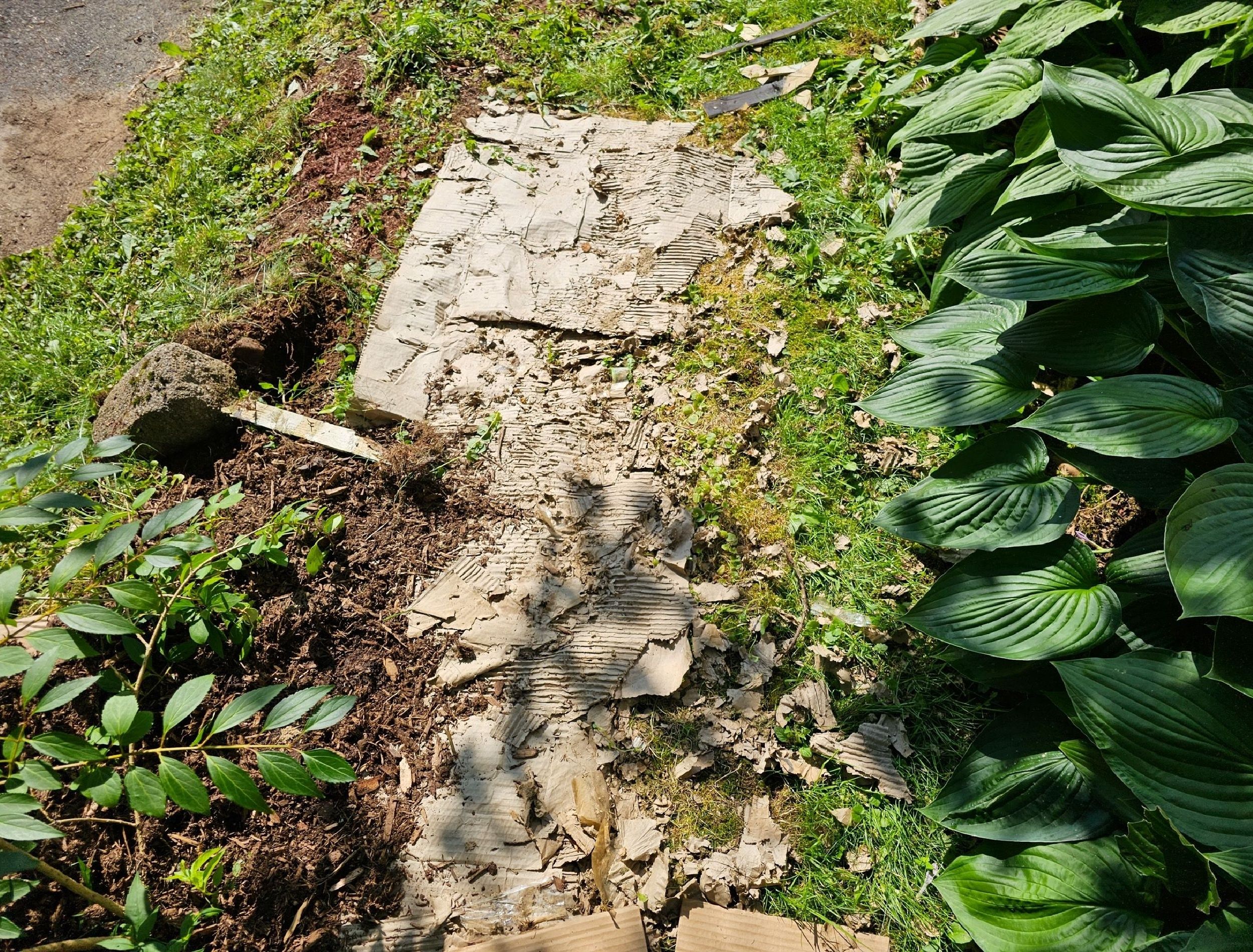 Cardboard in the Garden Why It's An Effective Landscaping Mulch
