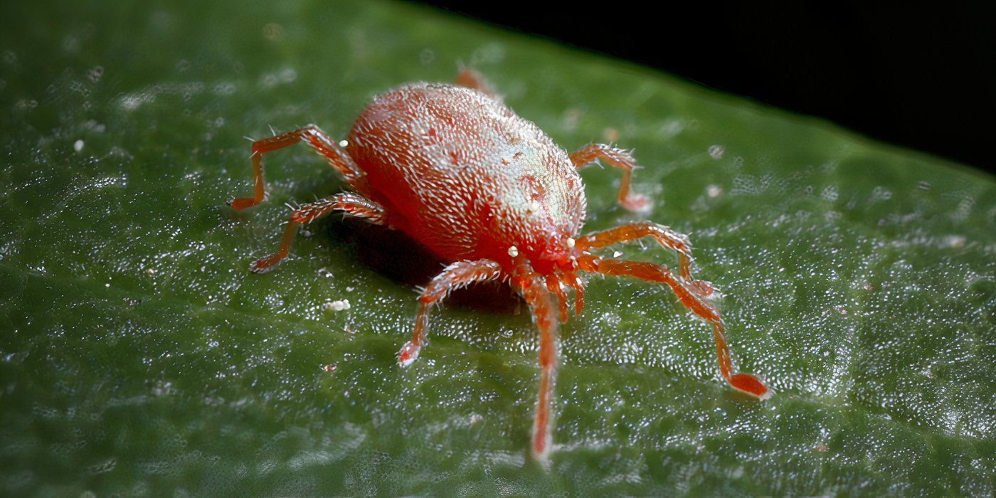 What Are Chiggers and How Do You Get Rid of Them?