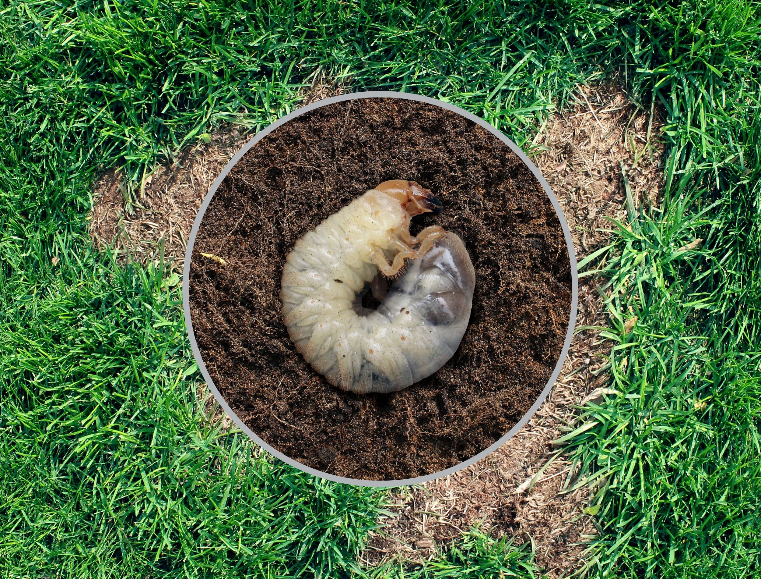 Grubs in the Lawn: How to Spot Get Rid of Grubs Naturally