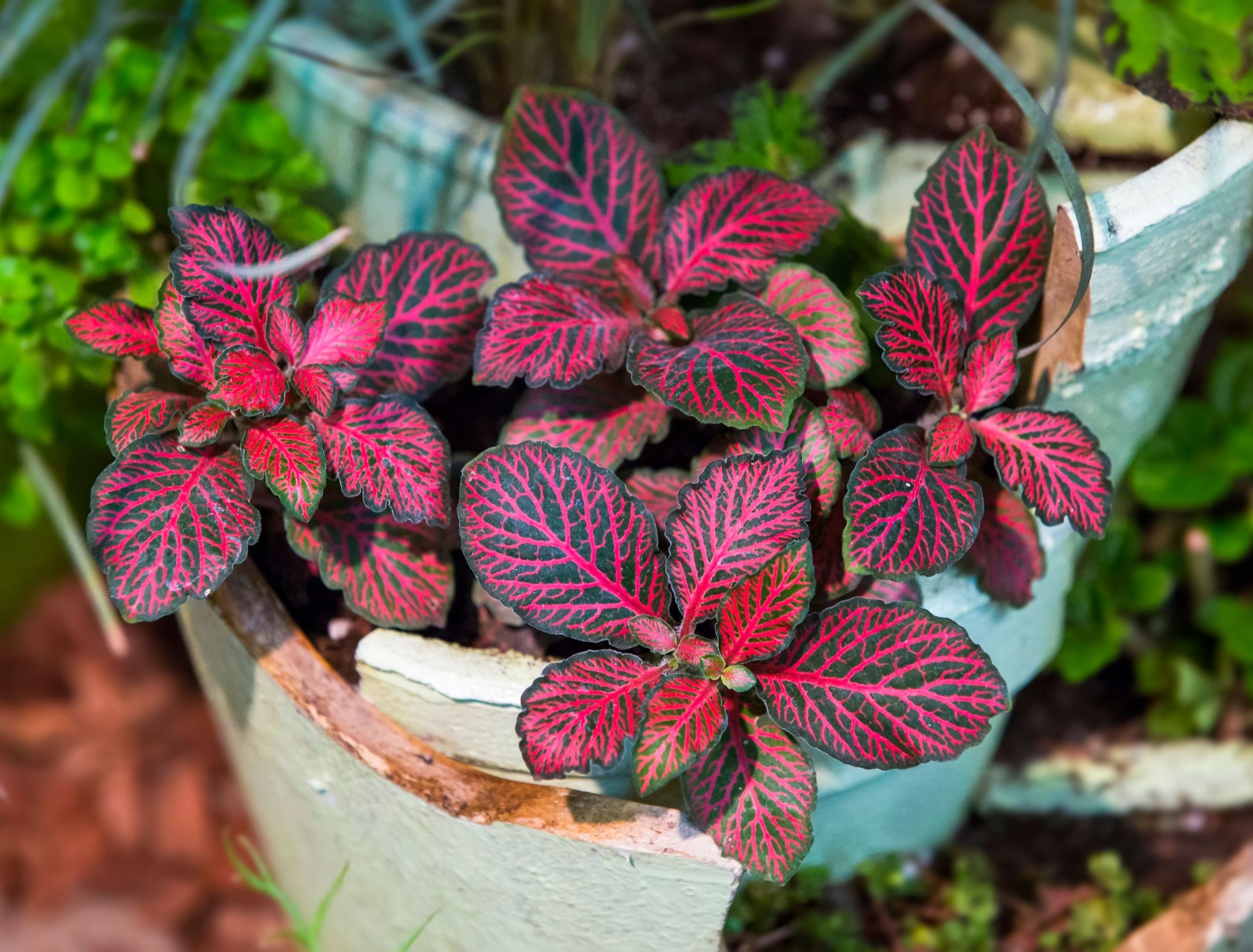 12+ Colorful House Plant 12 Indoor Plants That Thrive in Low Light