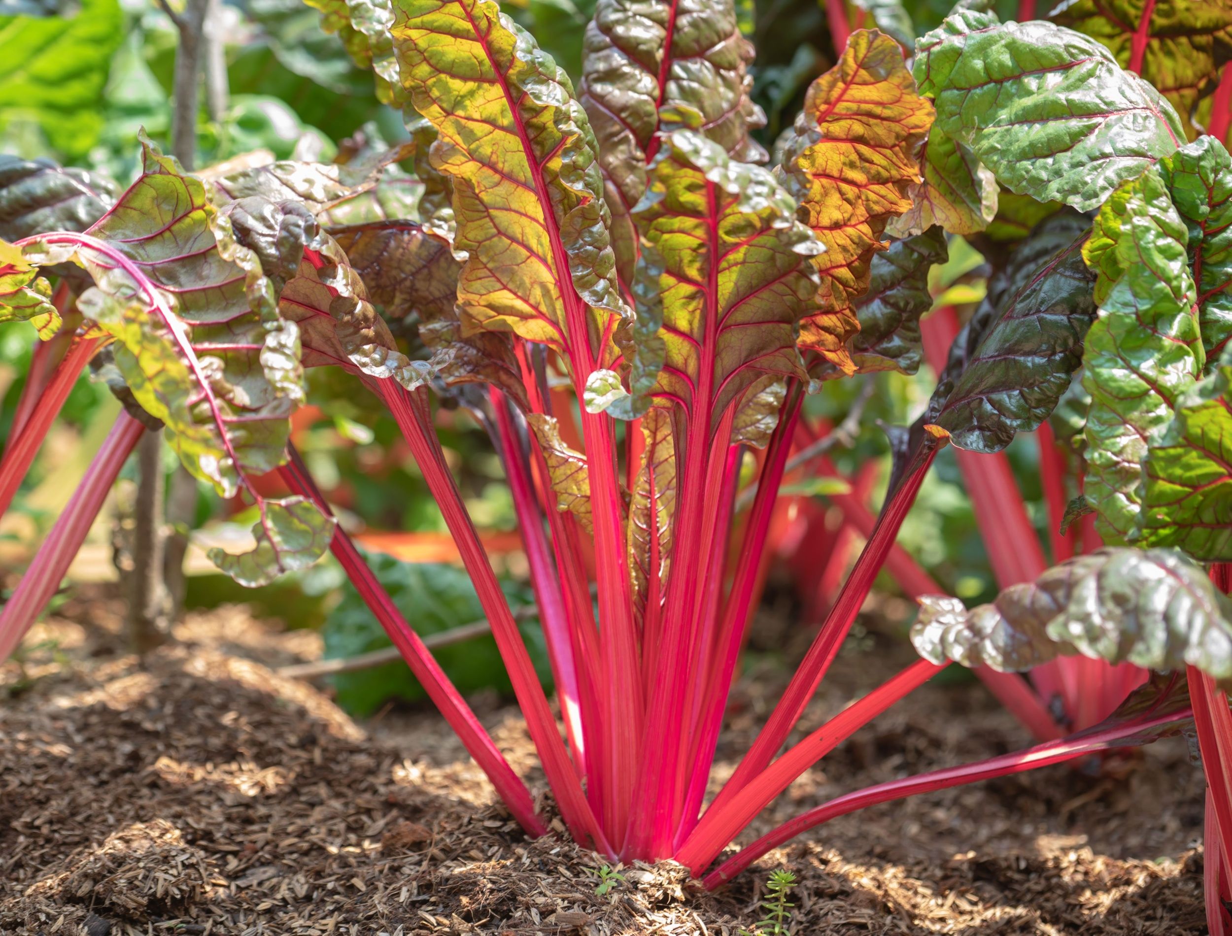 How to fertilize your squash plants