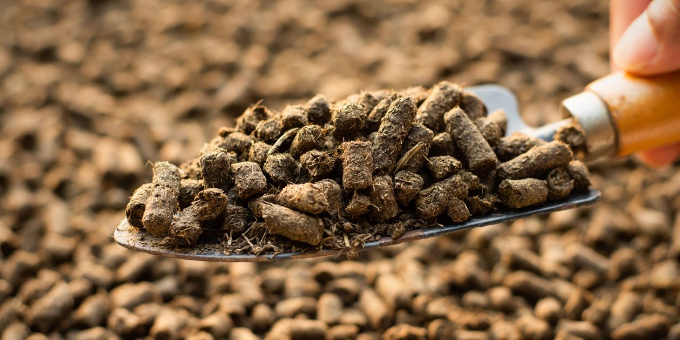 Can Dog Poop Be Good for Your Lawn?