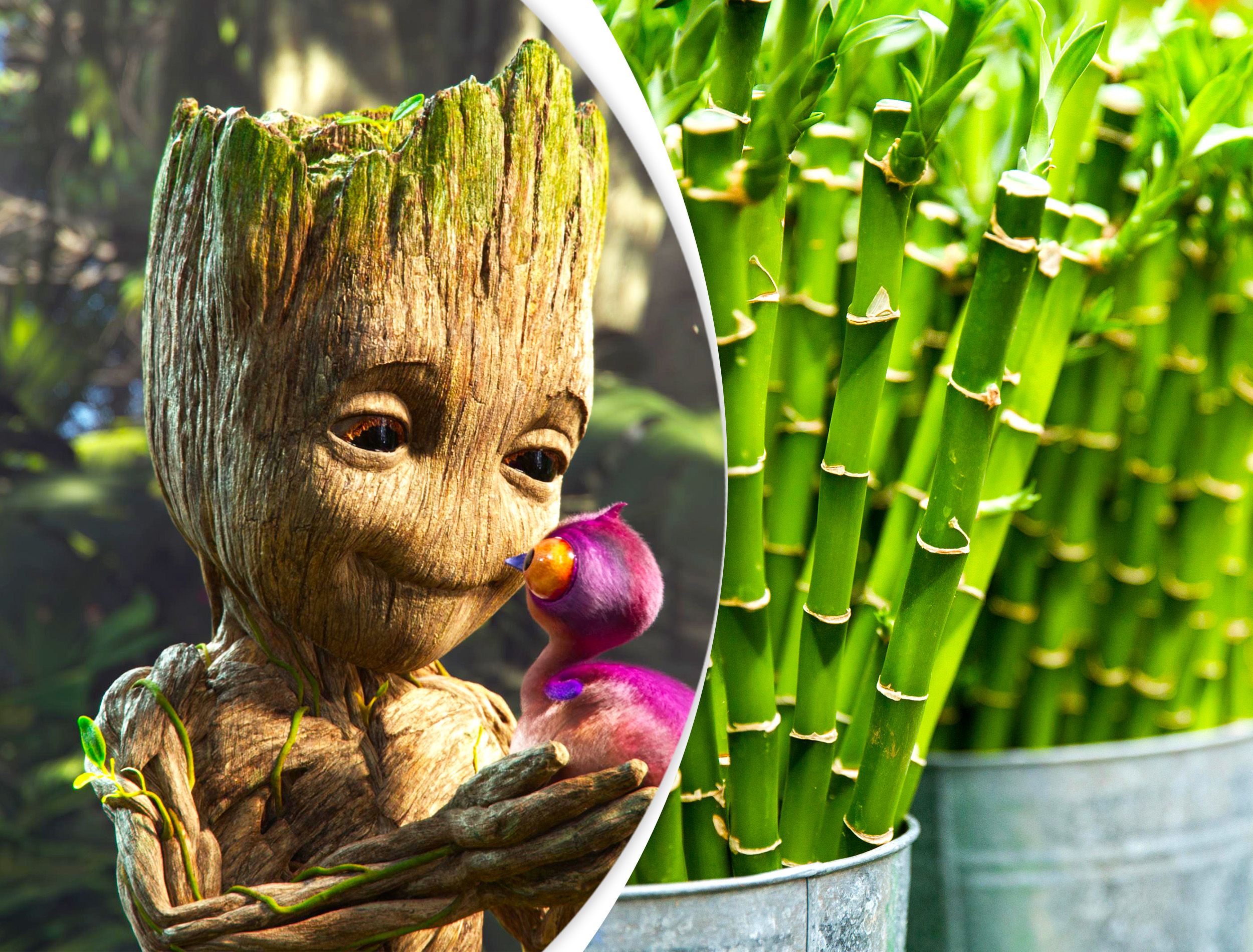 Cultivating Comic Book Magic in Your Backyard