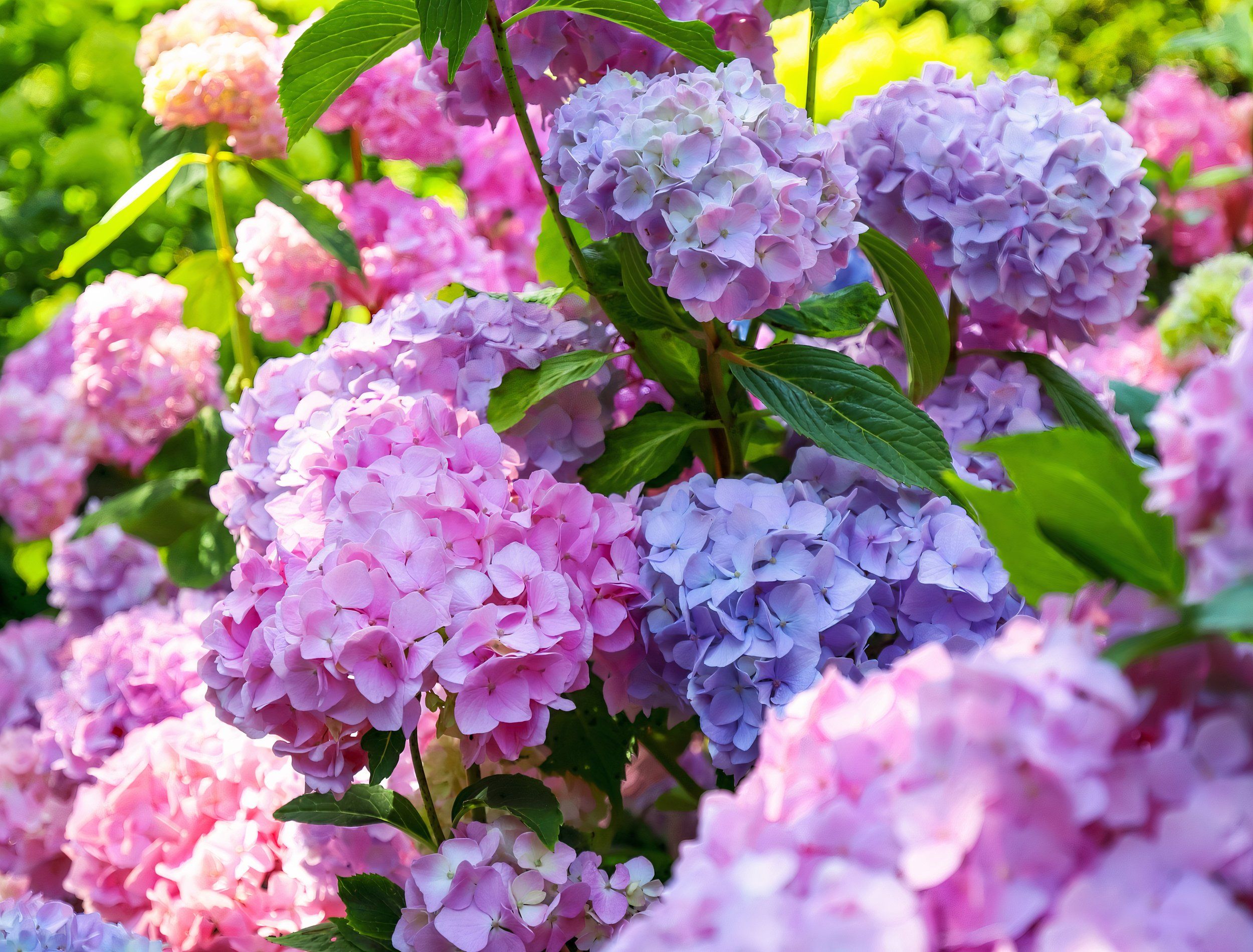 6 different types of flowers that change colors