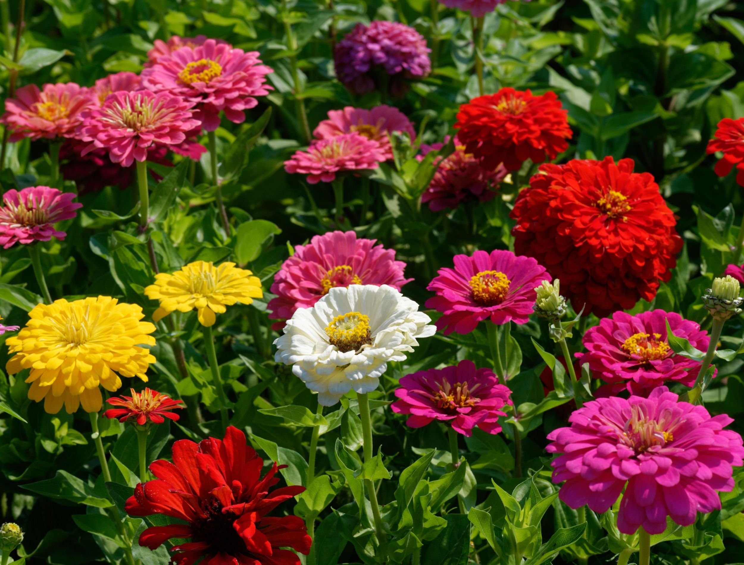 Transform Your Garden With Stunning Fragrance Free Flowers transform-your-garden-with-stunning-fragrance-free-flowers