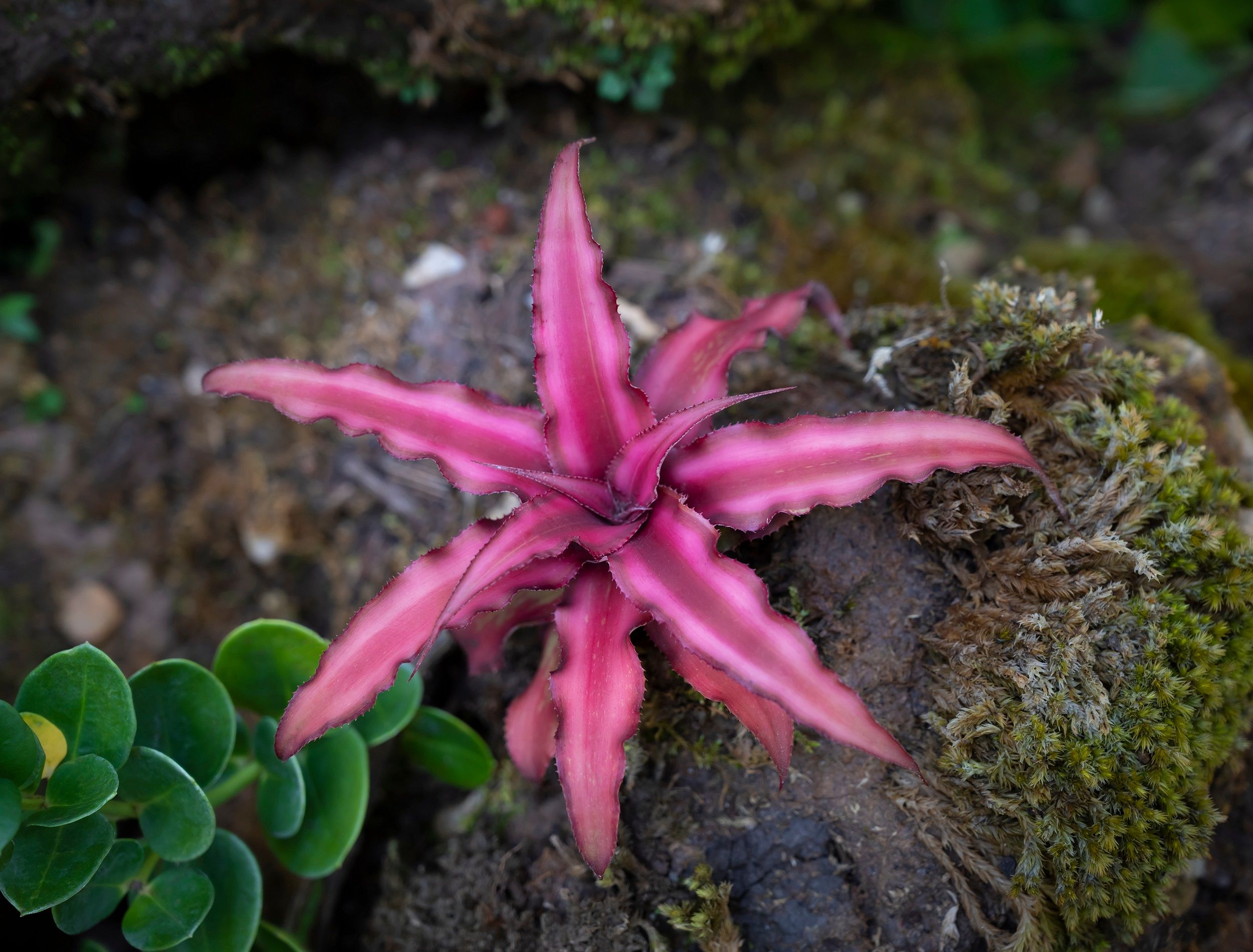 elevating-outdoor-aesthetics-with-non-flowering-plants