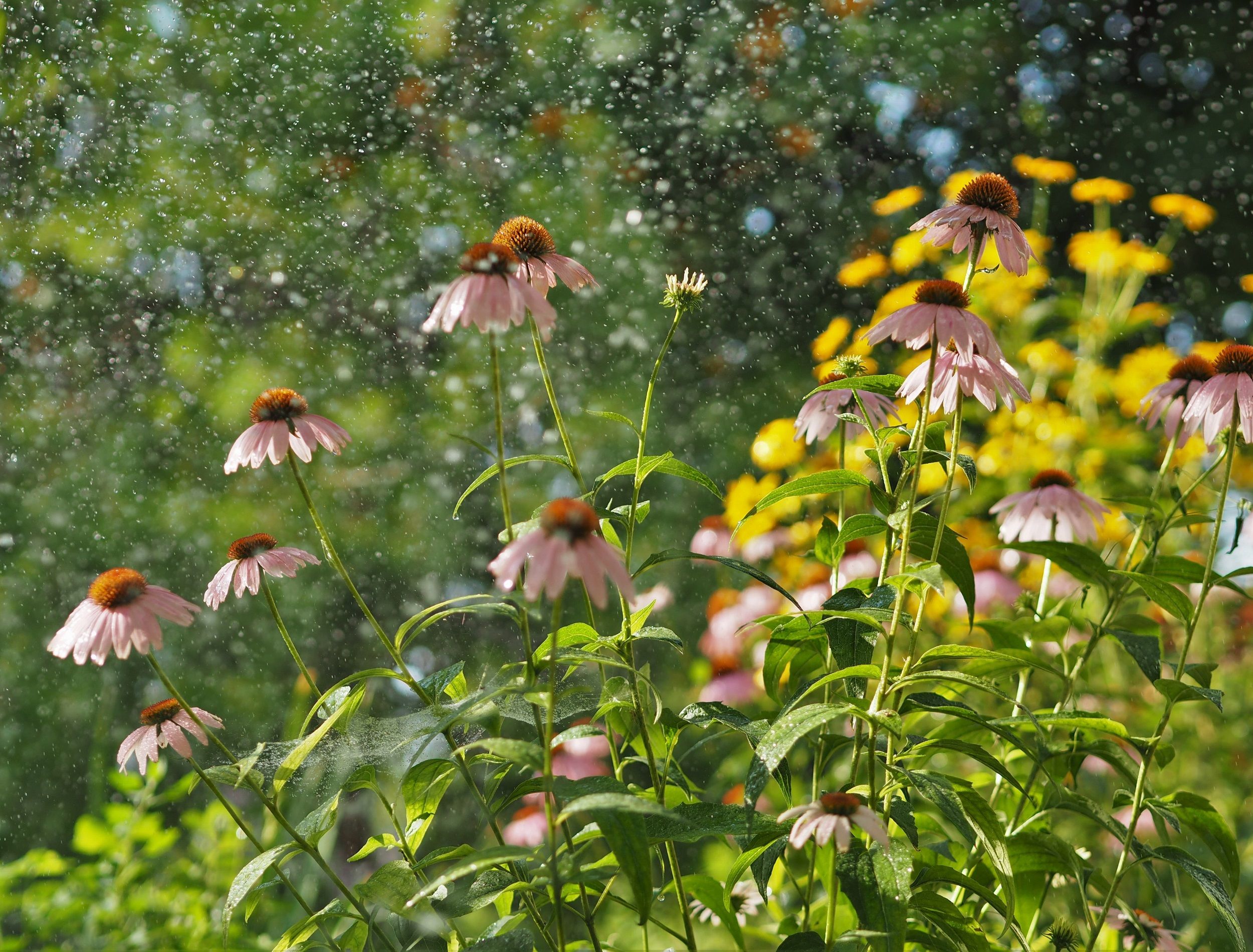 Learn How To Plant A Rain Garden And Why learn-how-to-plant-a-rain-garden-and-why