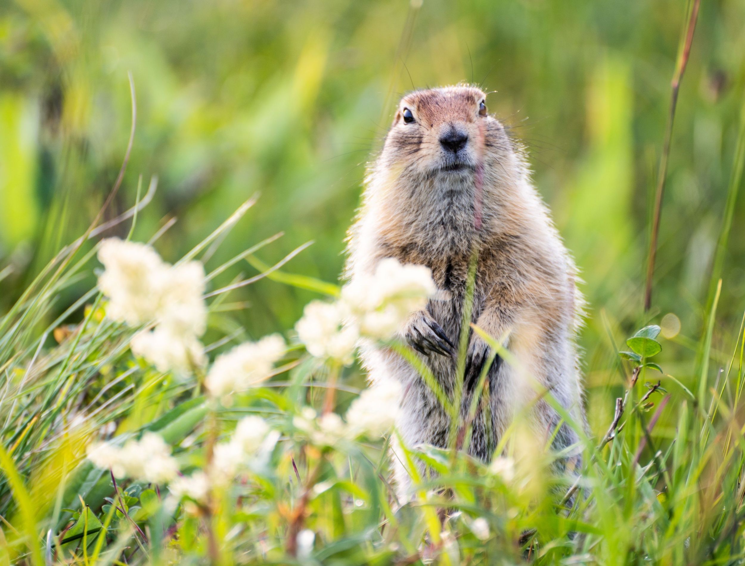 How to Repel Groundhogs From Your Yard