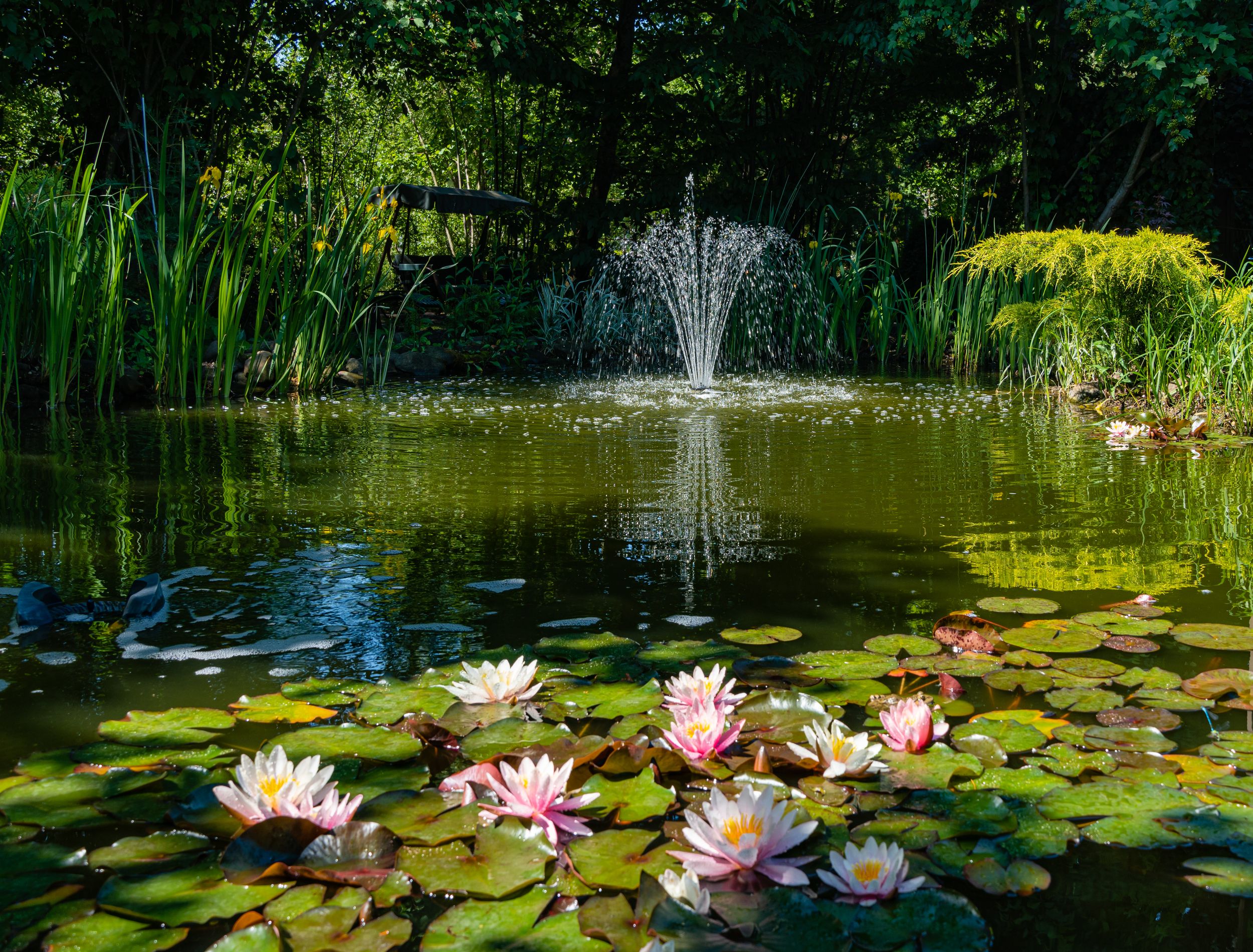 How to Manage Bugs in Your Decorative Fish Pond