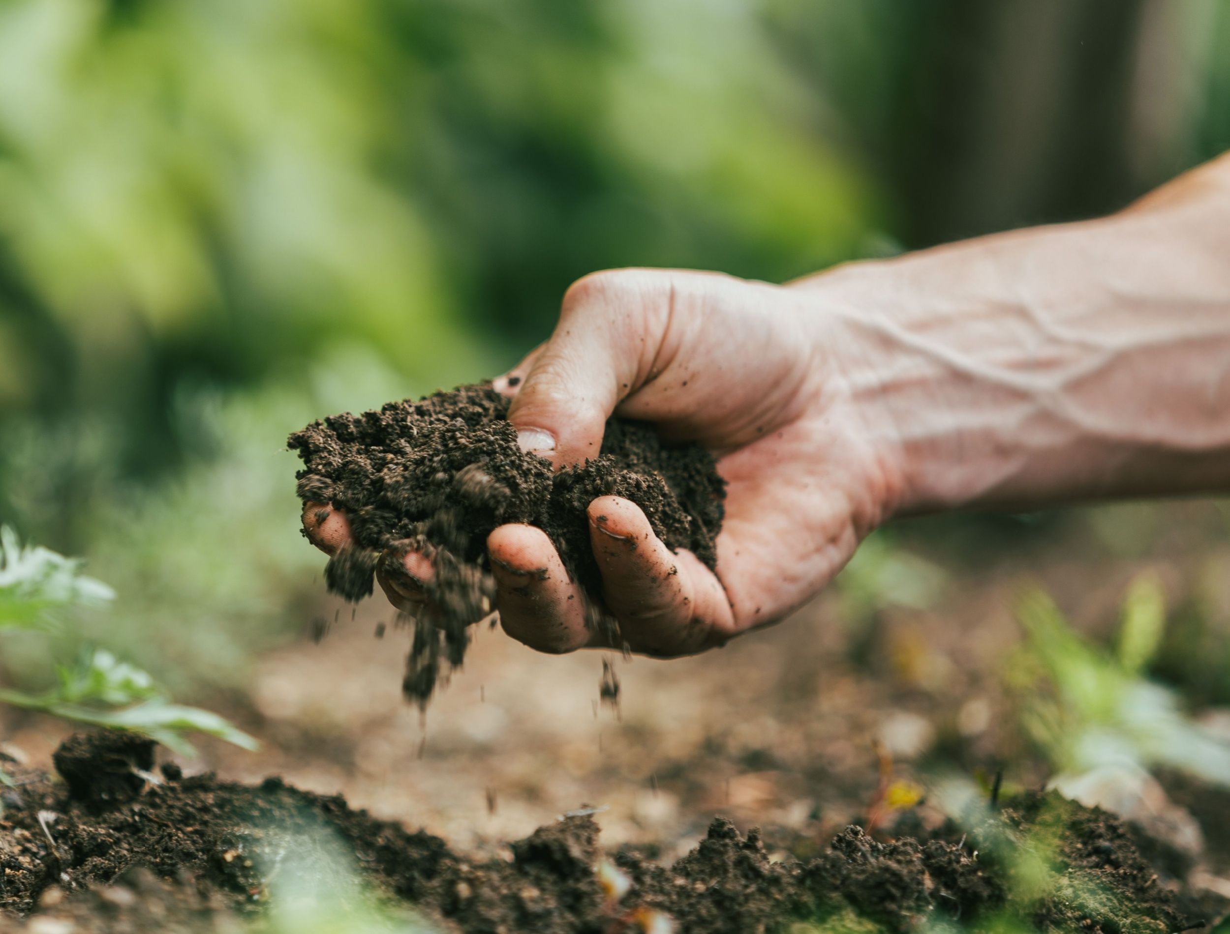 How Soil Nematodes Help With Garden Pest Control