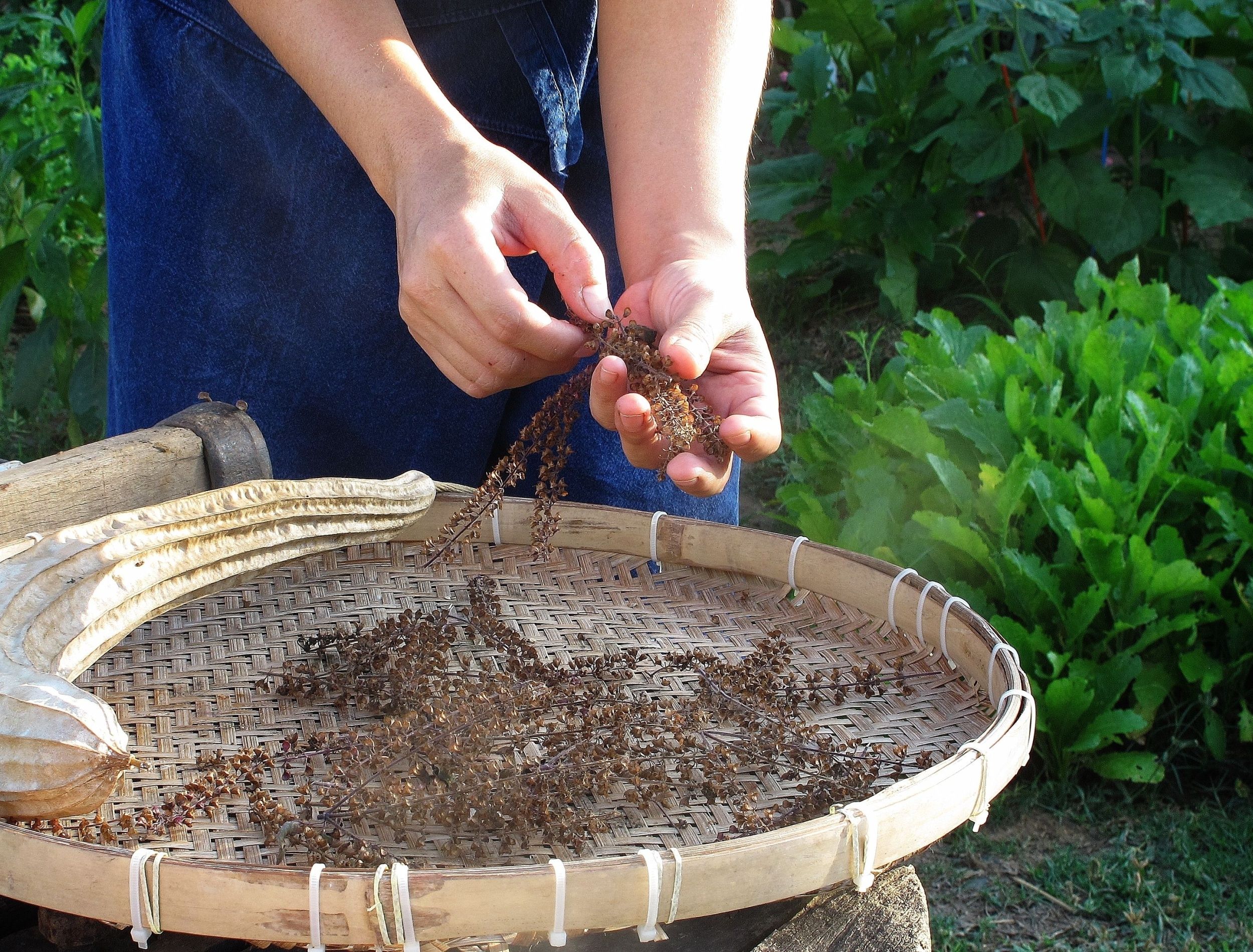 Garden Supplies: 6 Essential Seeds To Keep On Hand