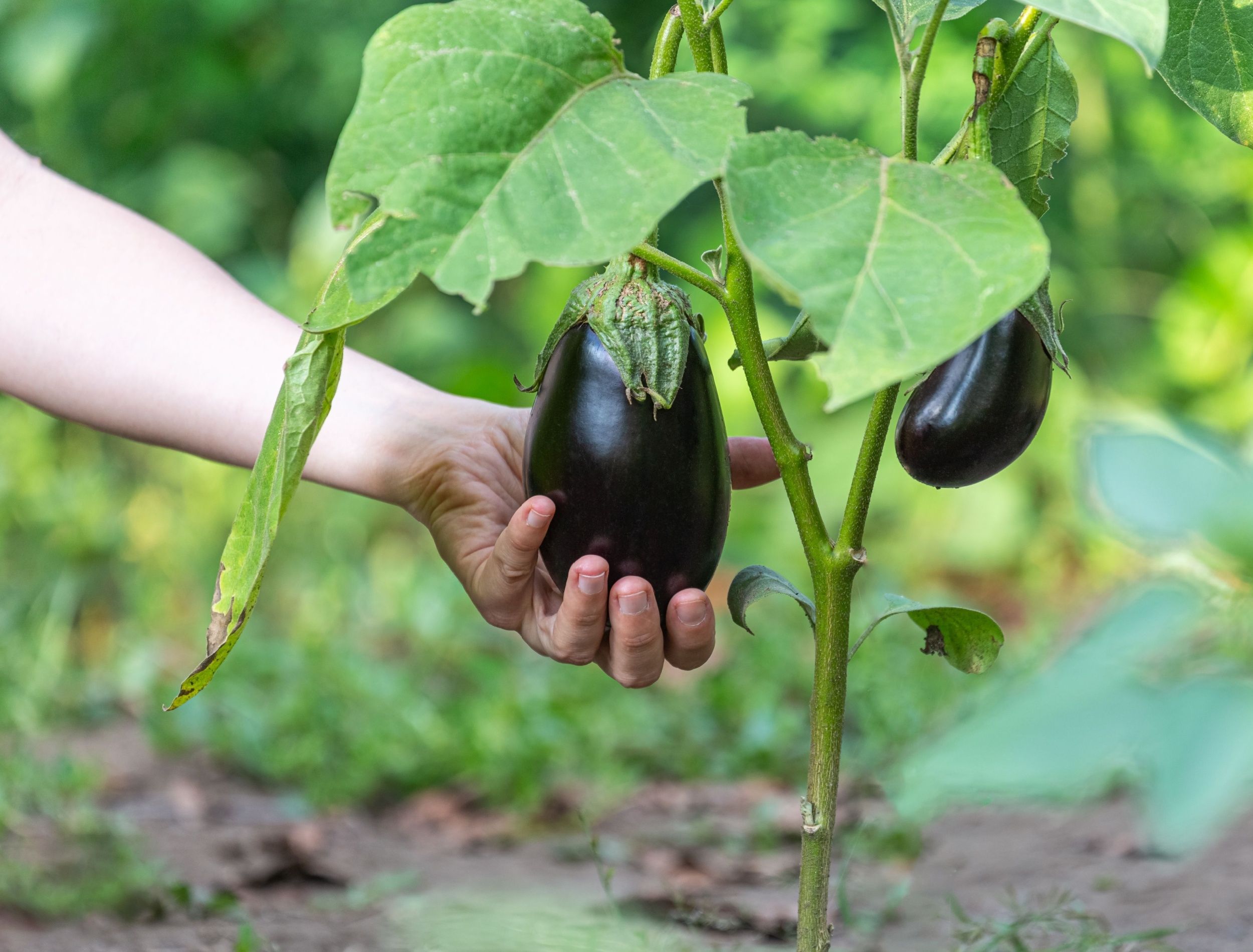 Essential Nightshade Plants for Your June Garden