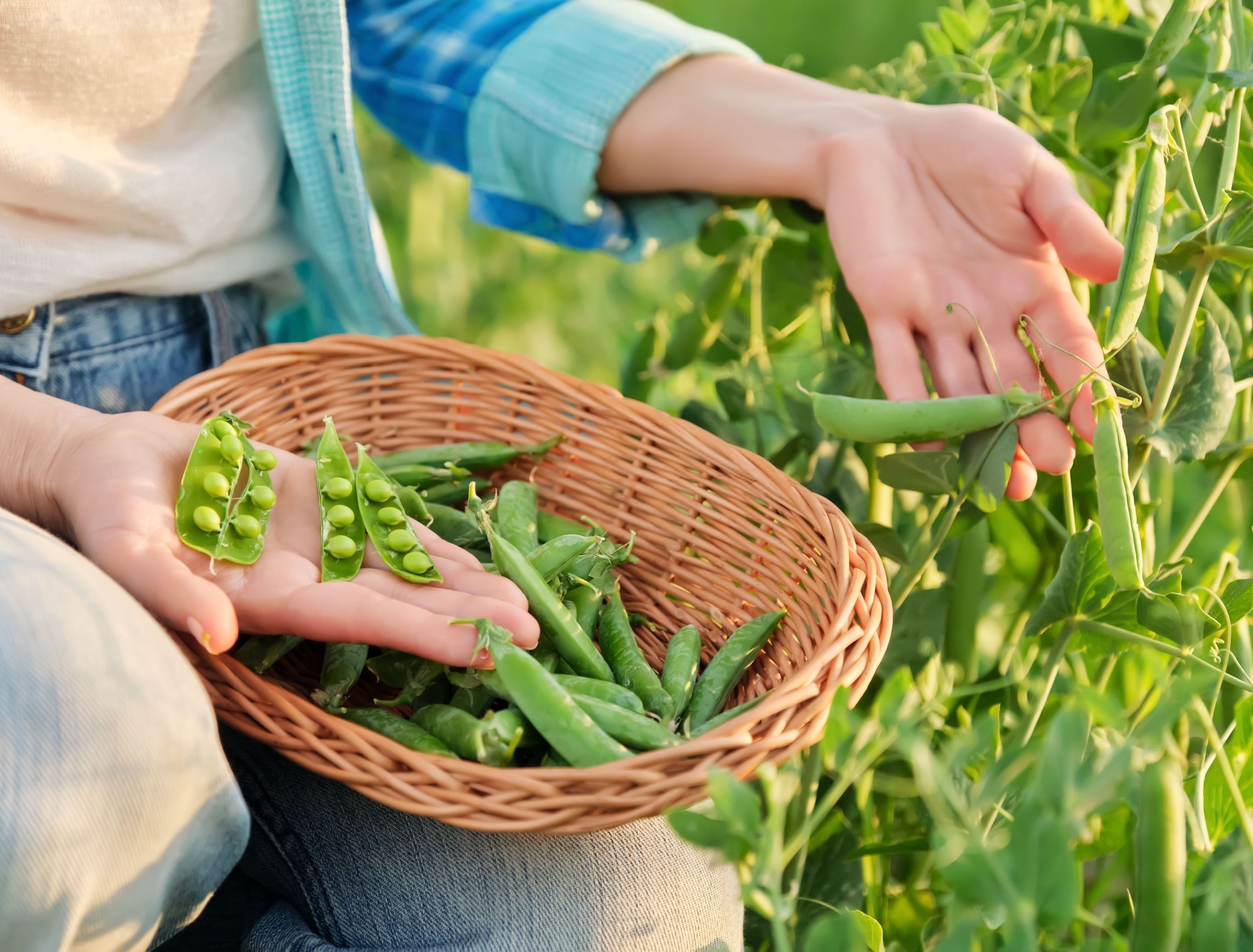 Harvesting Vegetables: 6 Garden Vegetables Ready in May