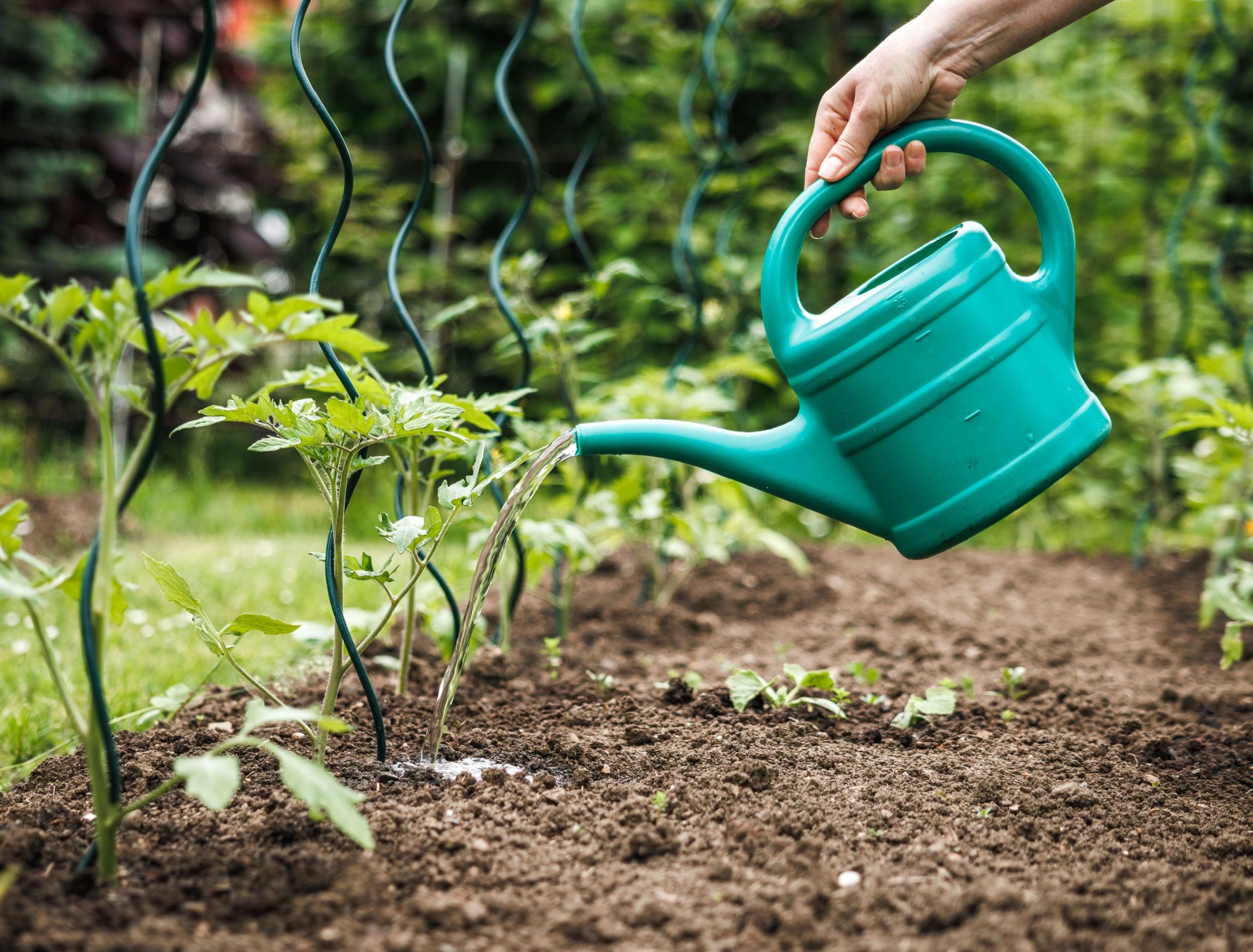 optimize-garden-watering-in-june-with-these-6-pro-tips