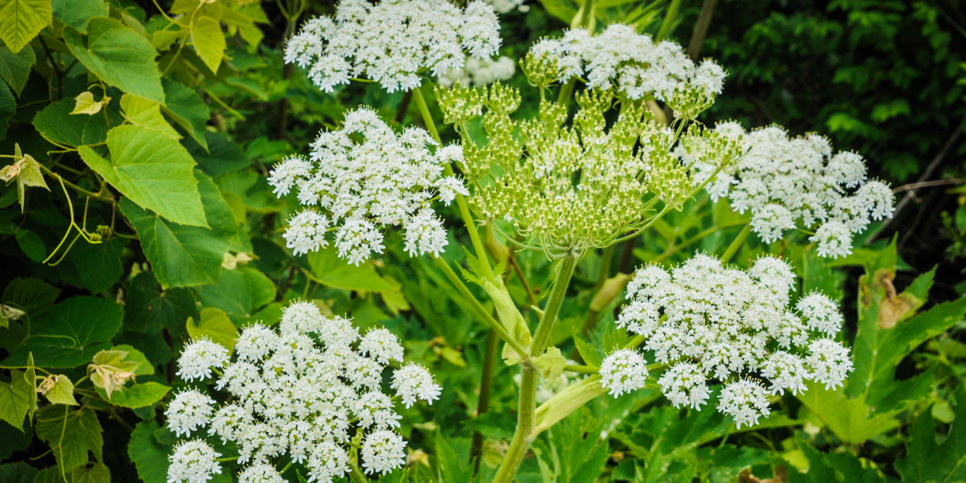 Invasive Plants Taking Over? Discover How to Reclaim Your Yard