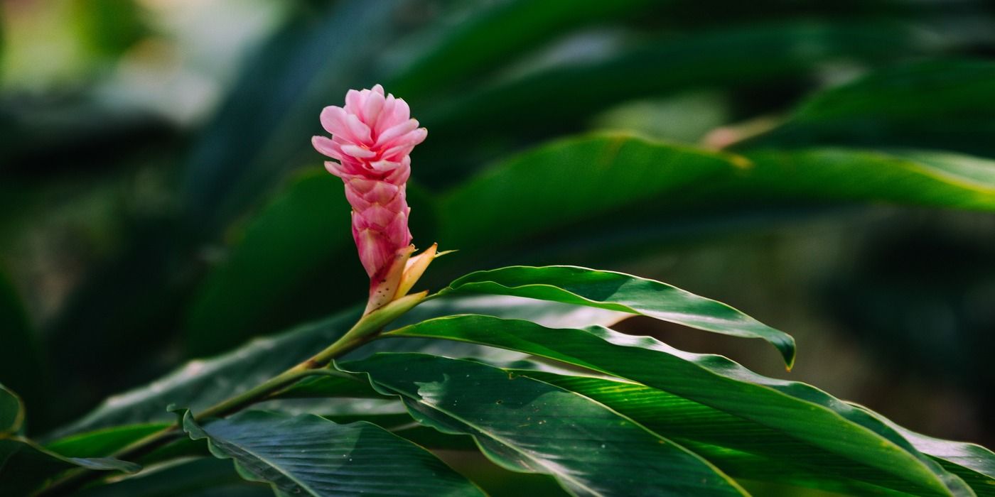 Creating a Lush Tropical Haven in Your Garden