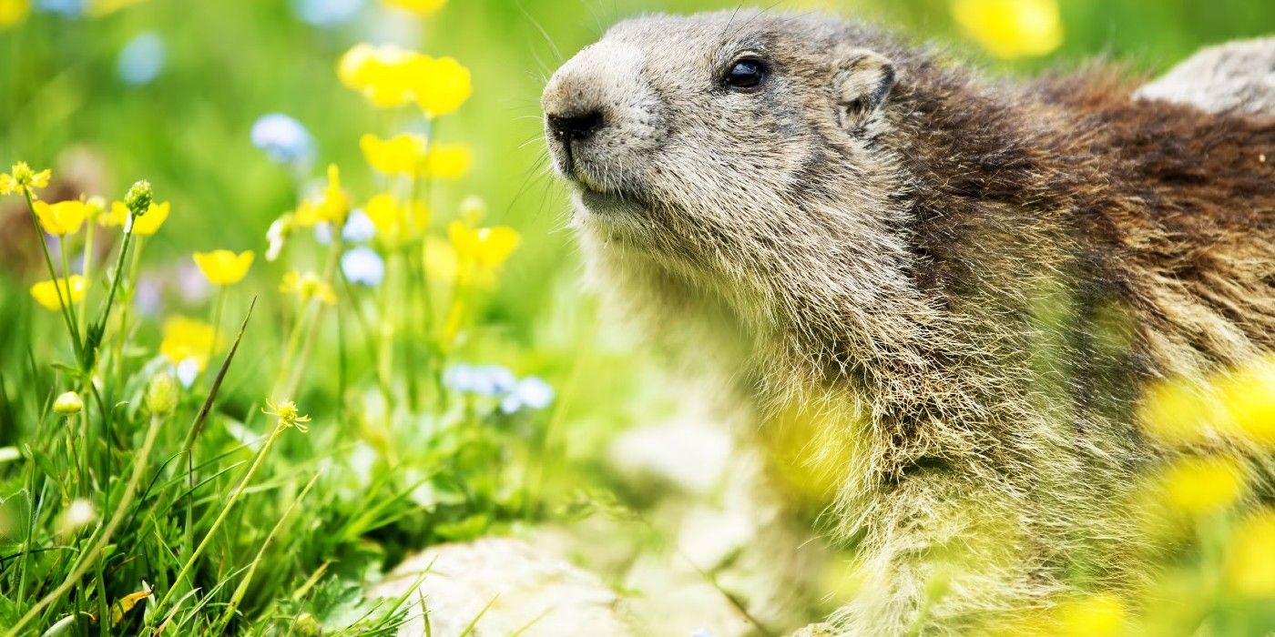 How to Repel Groundhogs From Your Yard