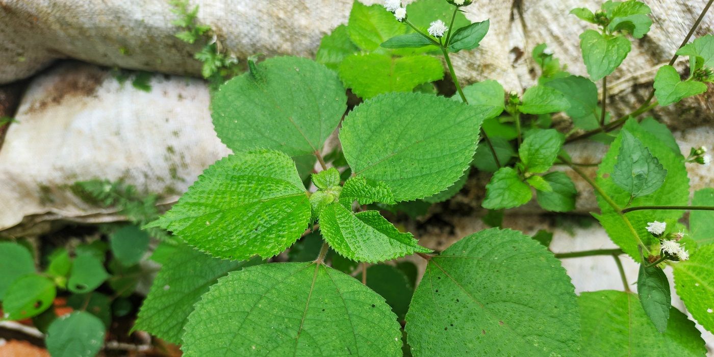 A Deadly Encounter The Menacing Gympie Gympie Tree