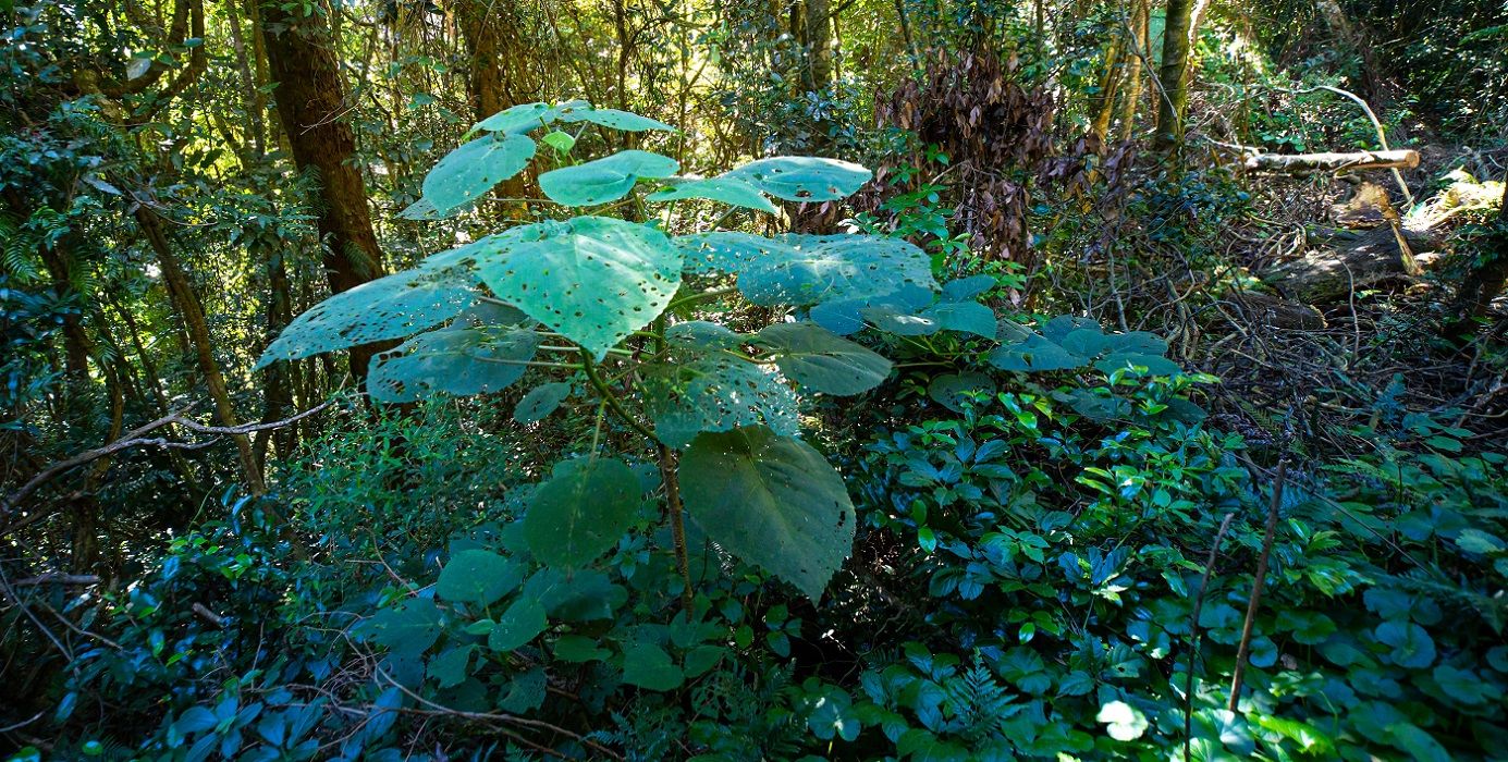 A Deadly Encounter: The Menacing Gympie Gympie Tree