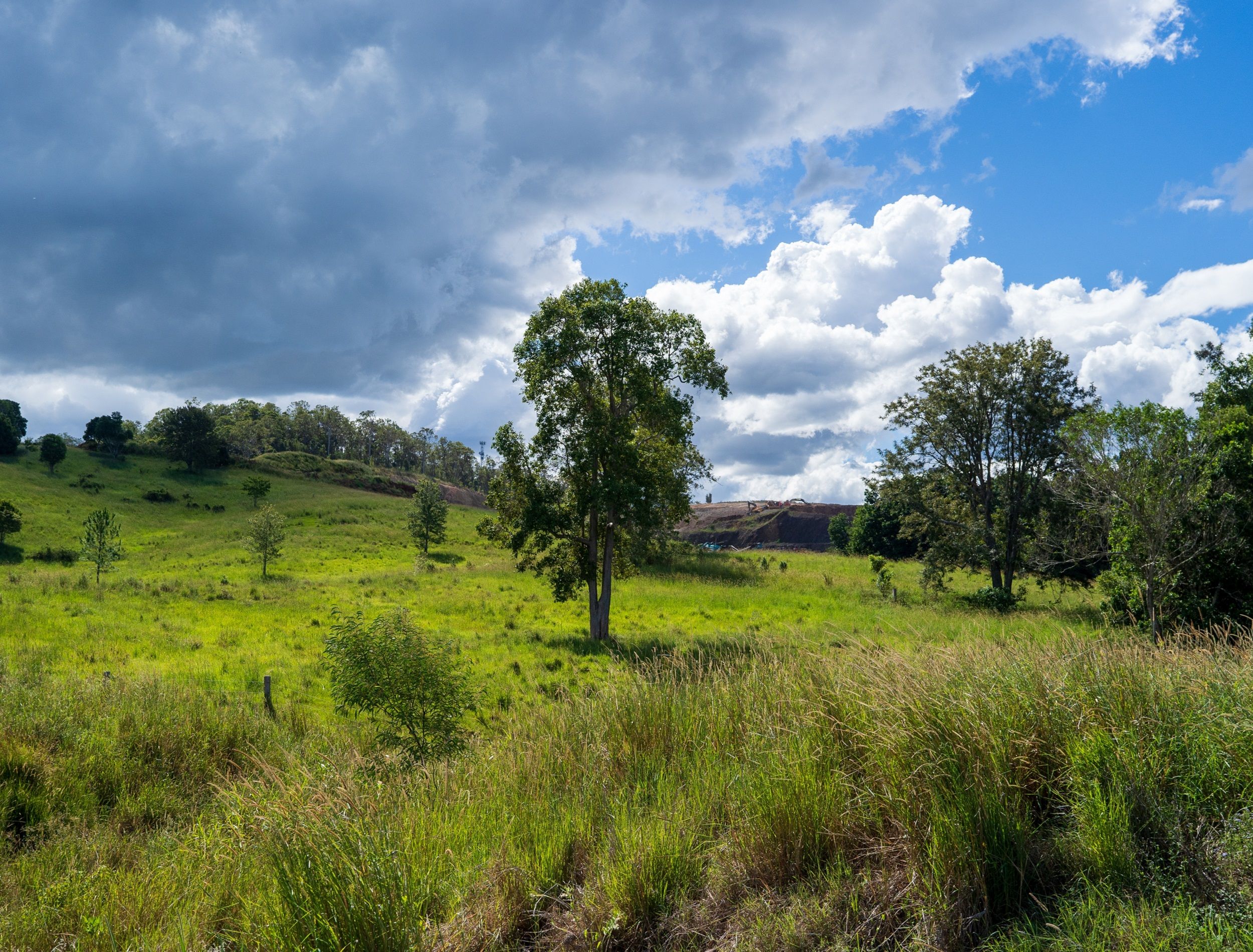 A Deadly Encounter: The Menacing Gympie Gympie Tree