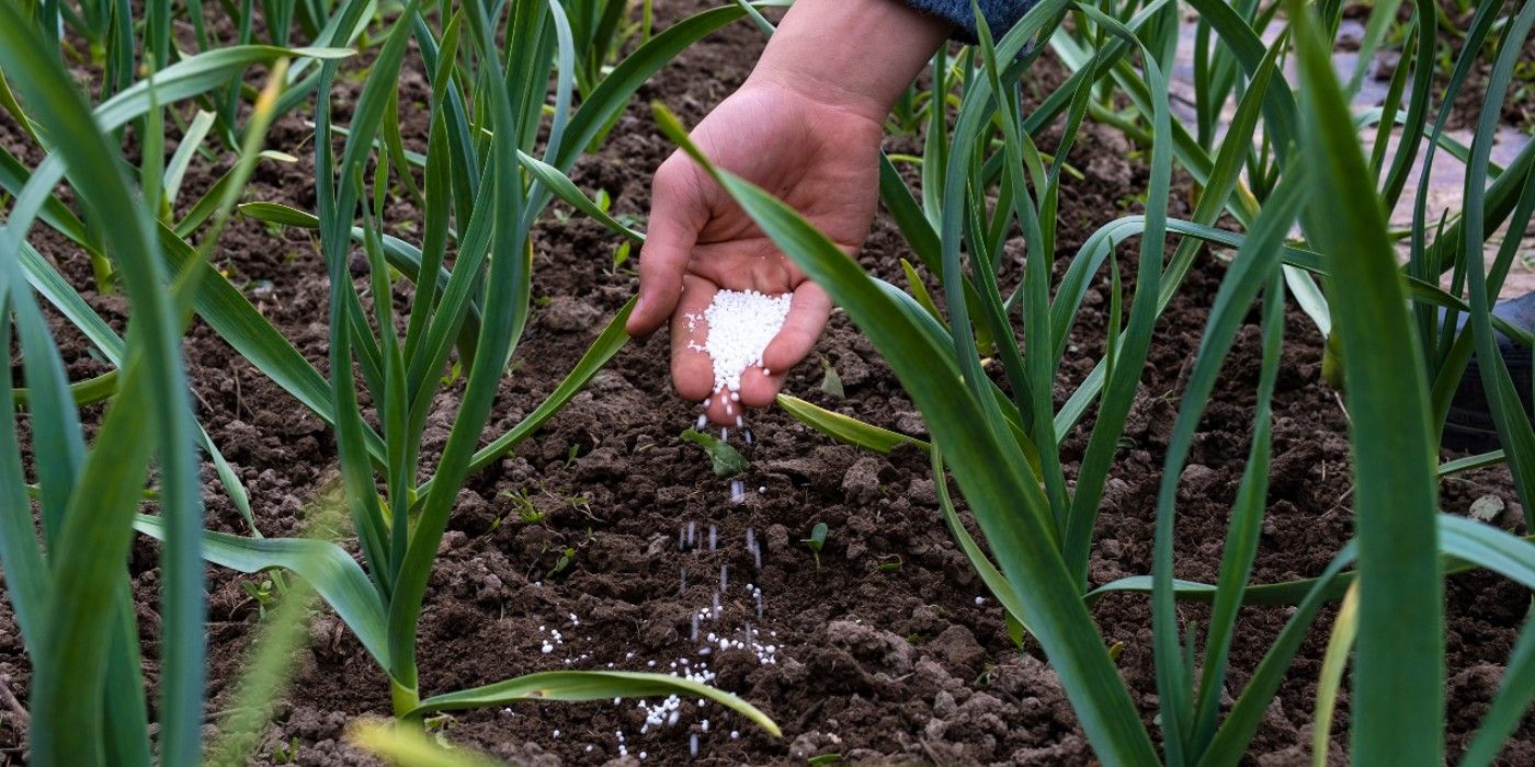 How To Effectively Side Dress Your Vegetable Plants