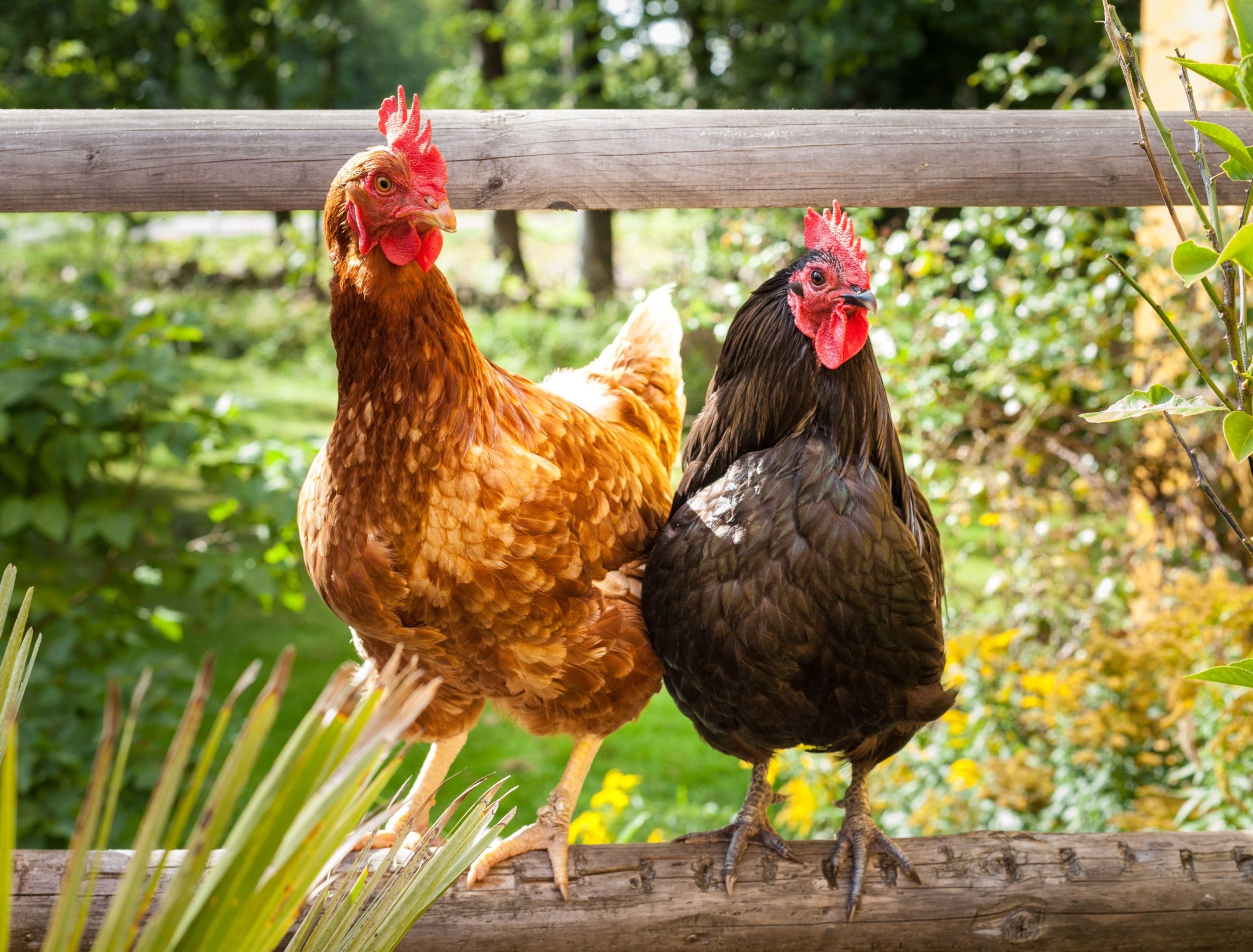 Garden Chickens: How Raising Chickens Improves Suburban Homesteading