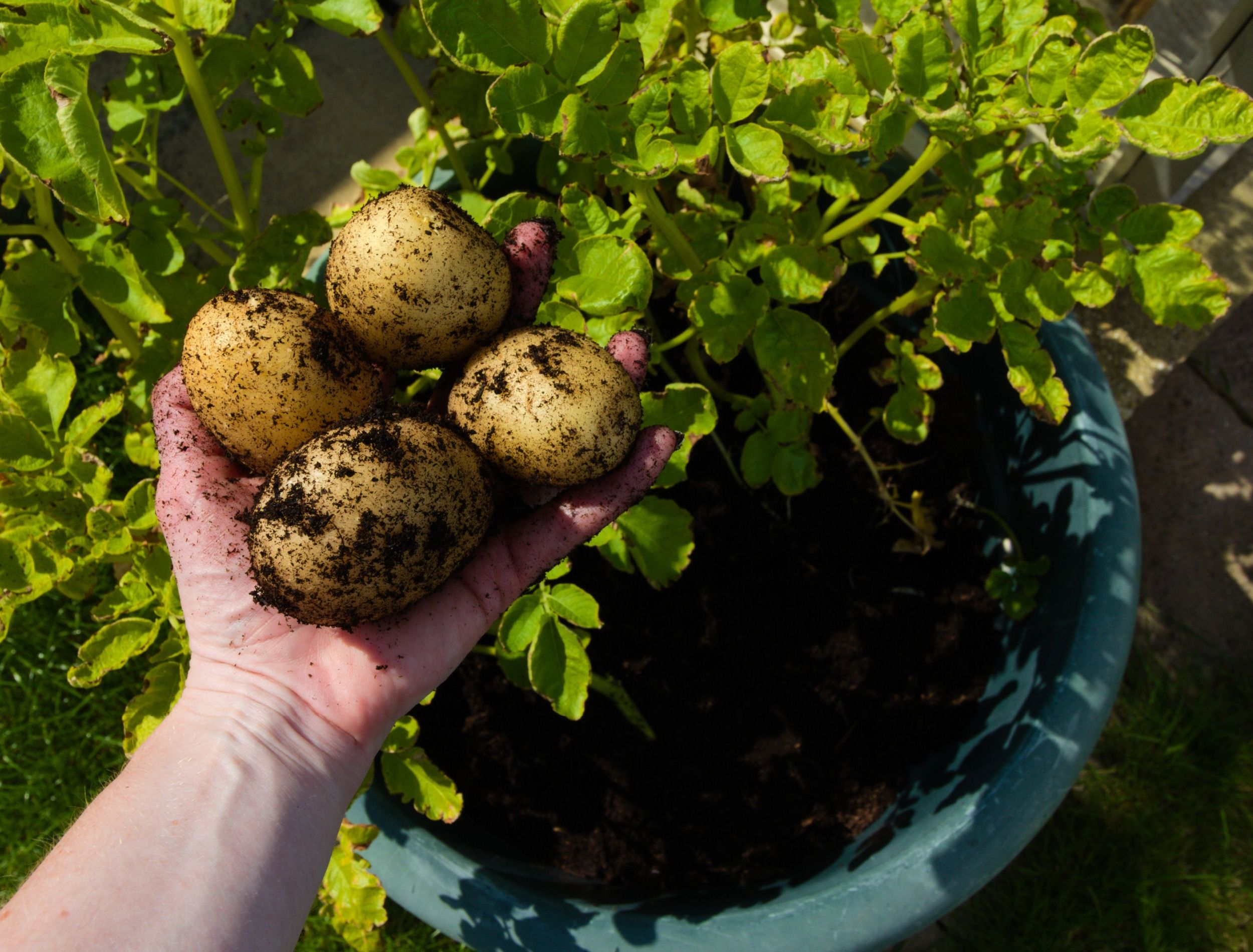 Bush potato harvesting techniques