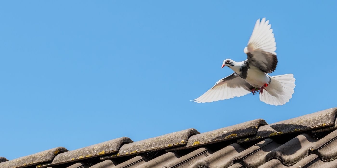 7 Effective Methods to Keep Birds Off Your Roof
