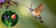 What Is The Hummingbird Hawk Moth And How Does It Benefit Your Garden 