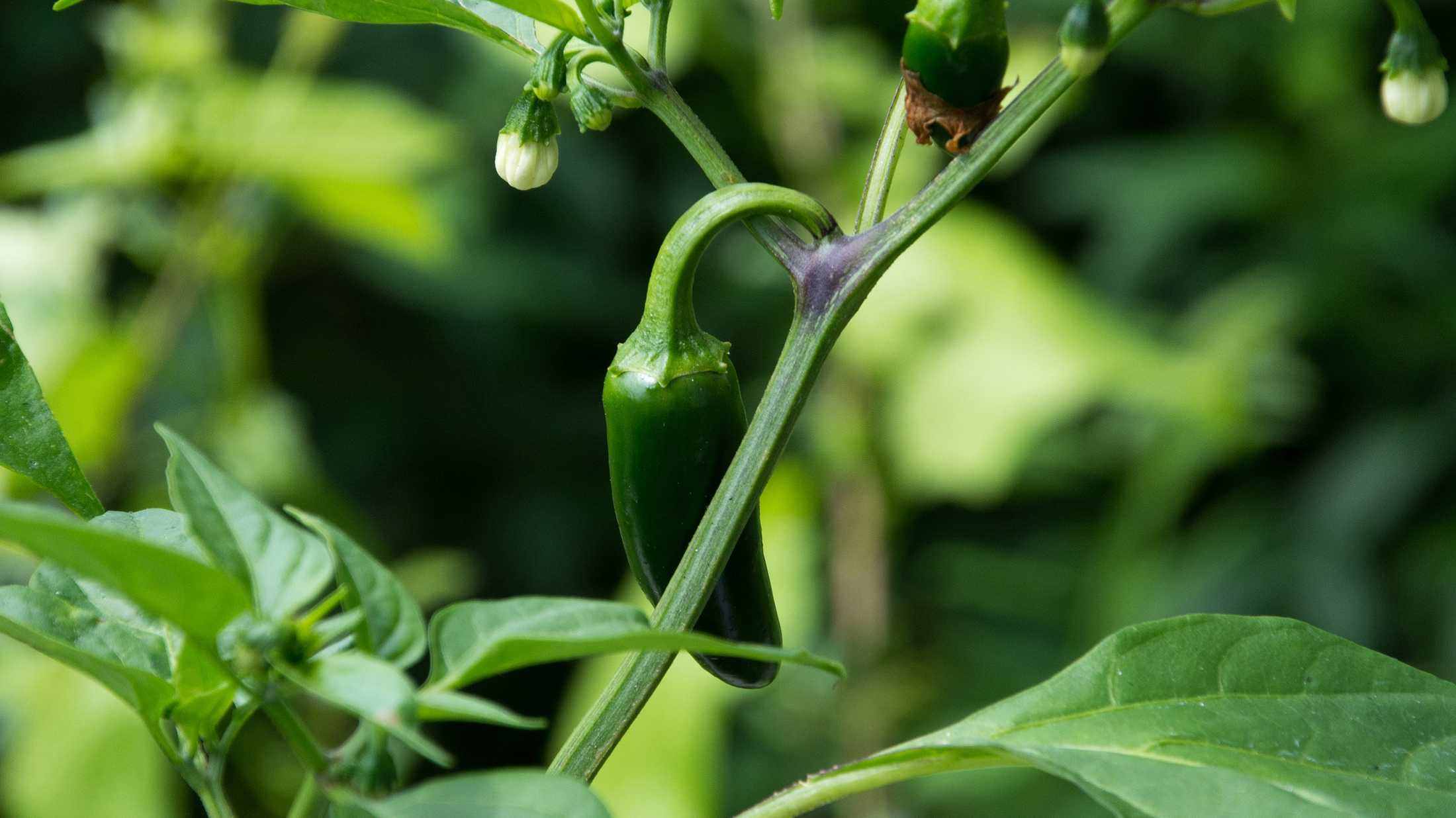 Growing Jalapeño Peppers A Complete Guide